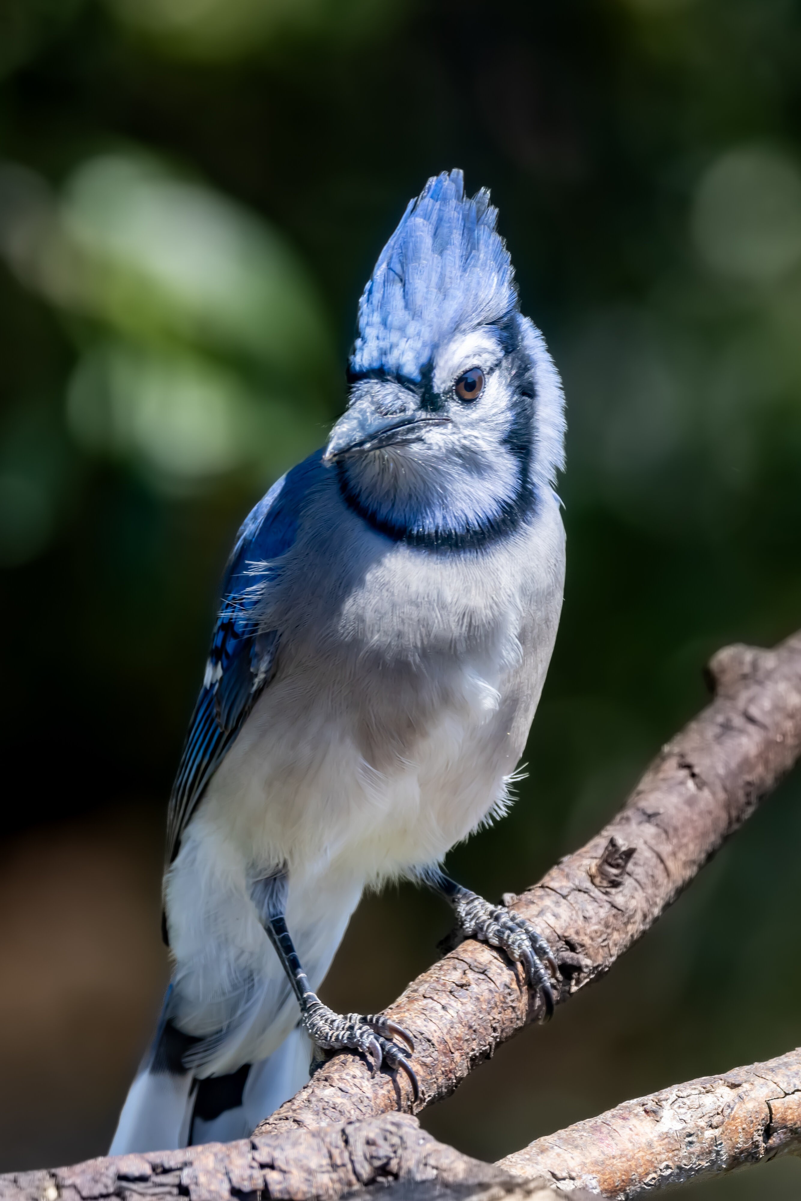 San Antonio Bluejay