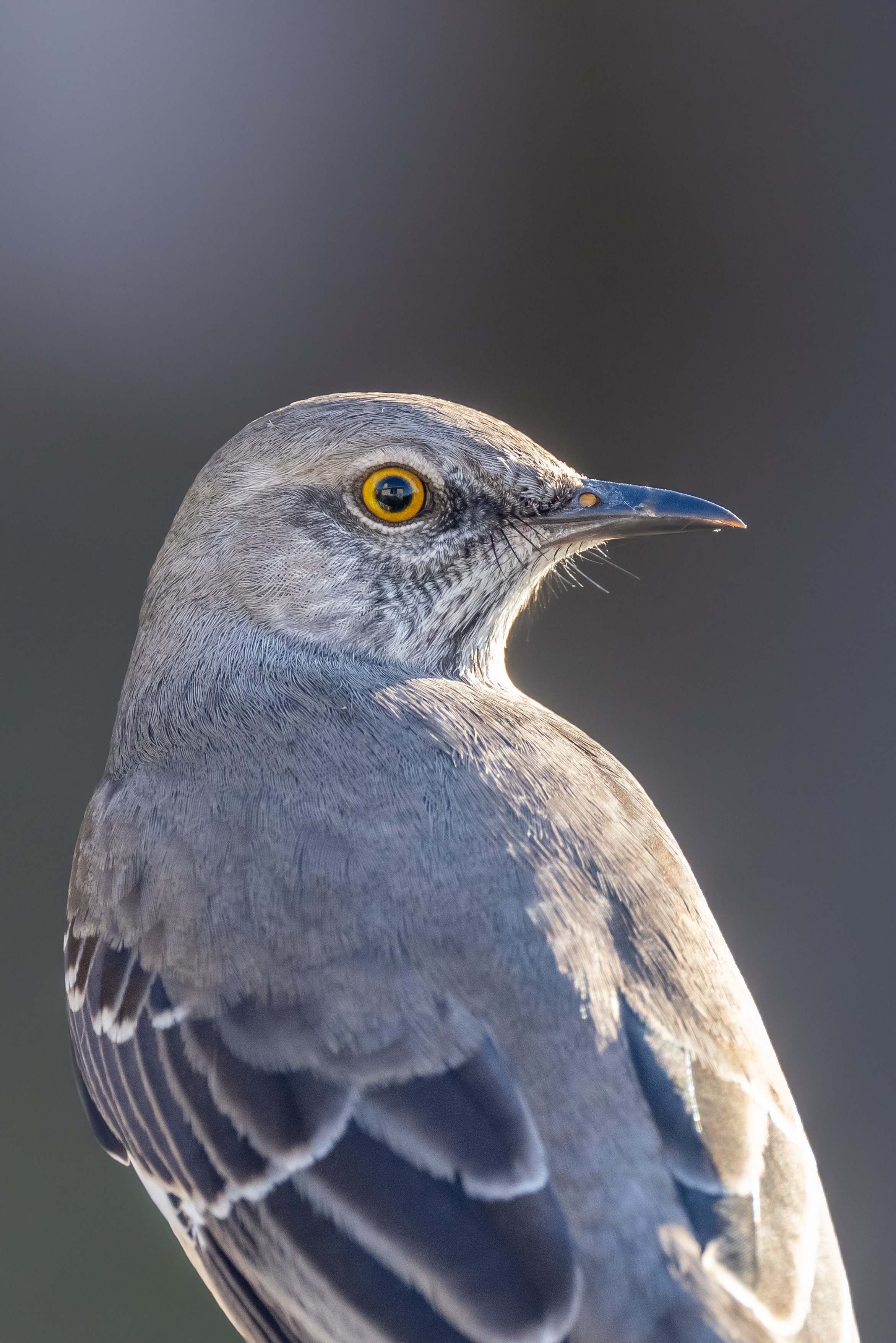 San Antonio mockingbird