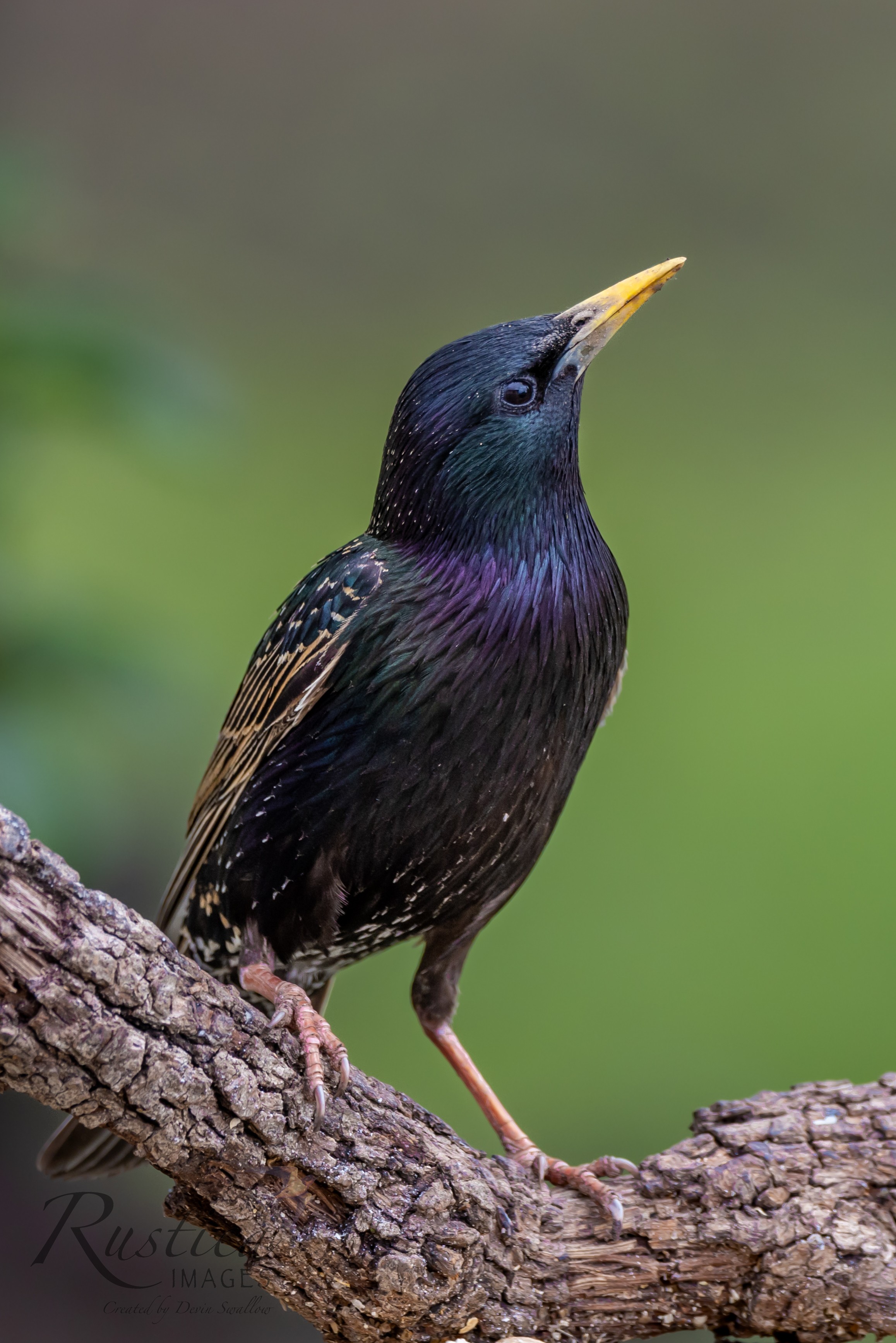 San Antonio Starling