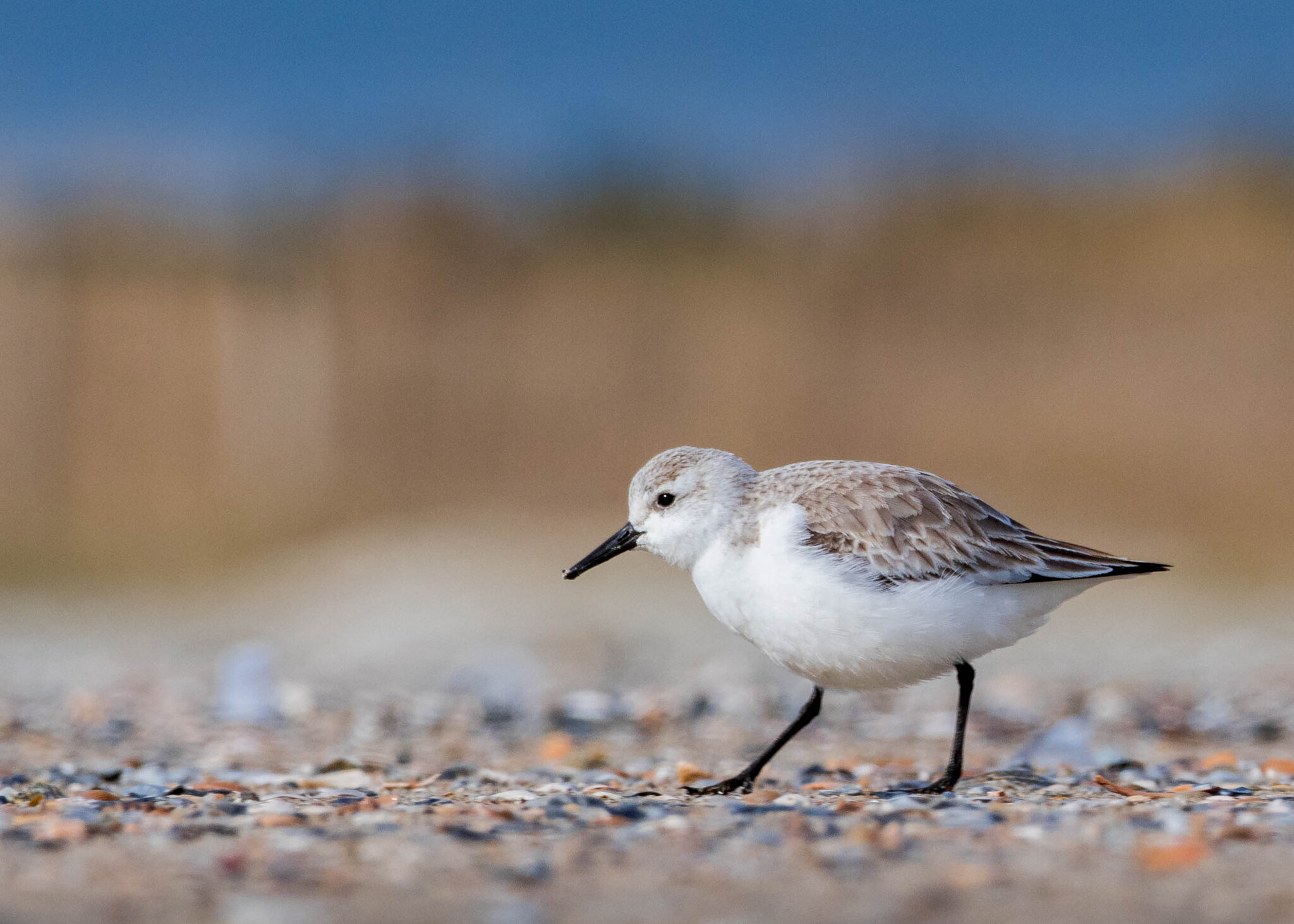 Sanderling - Tybee Island North Beach-1184.jpg