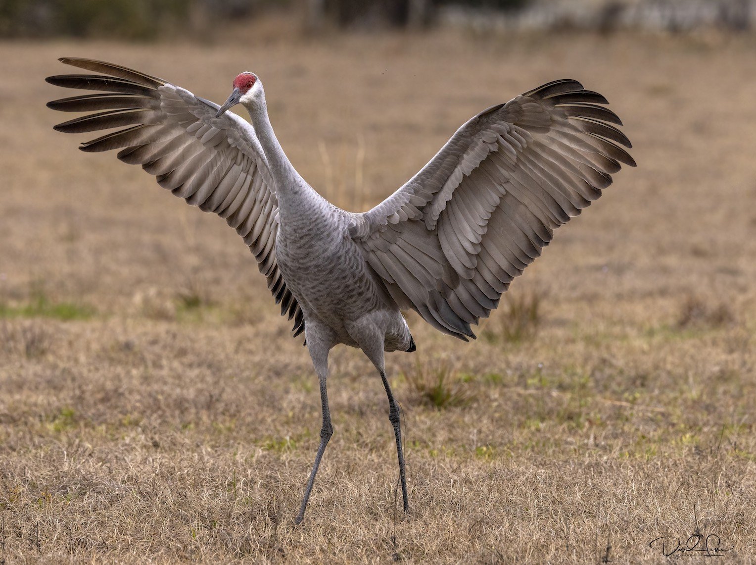 Sandhill Crane needs a hug