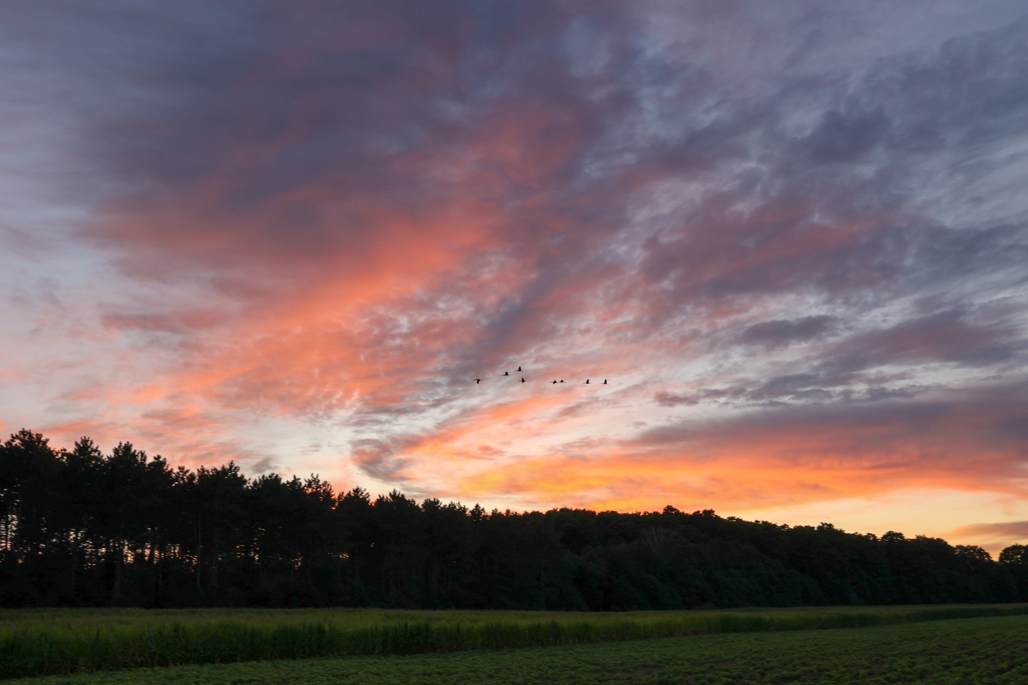 Sandhill Cranes at sunset