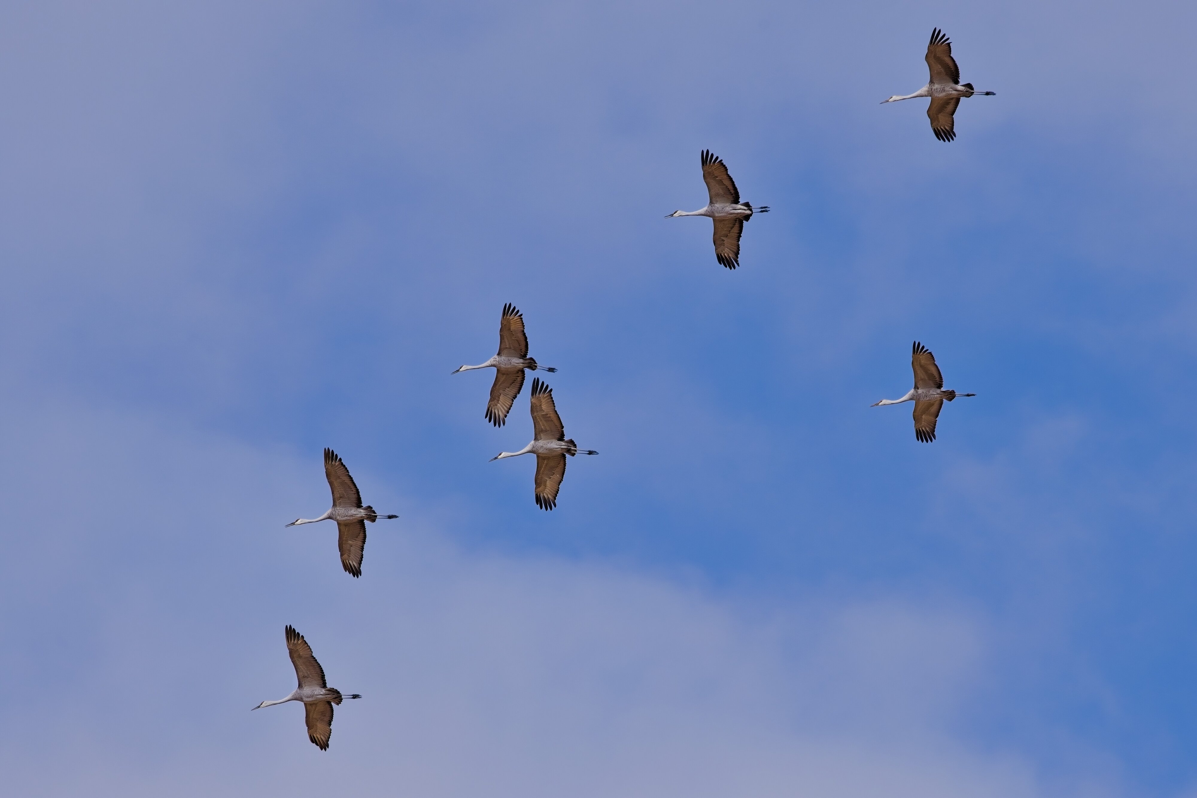 Sandhill Cranes