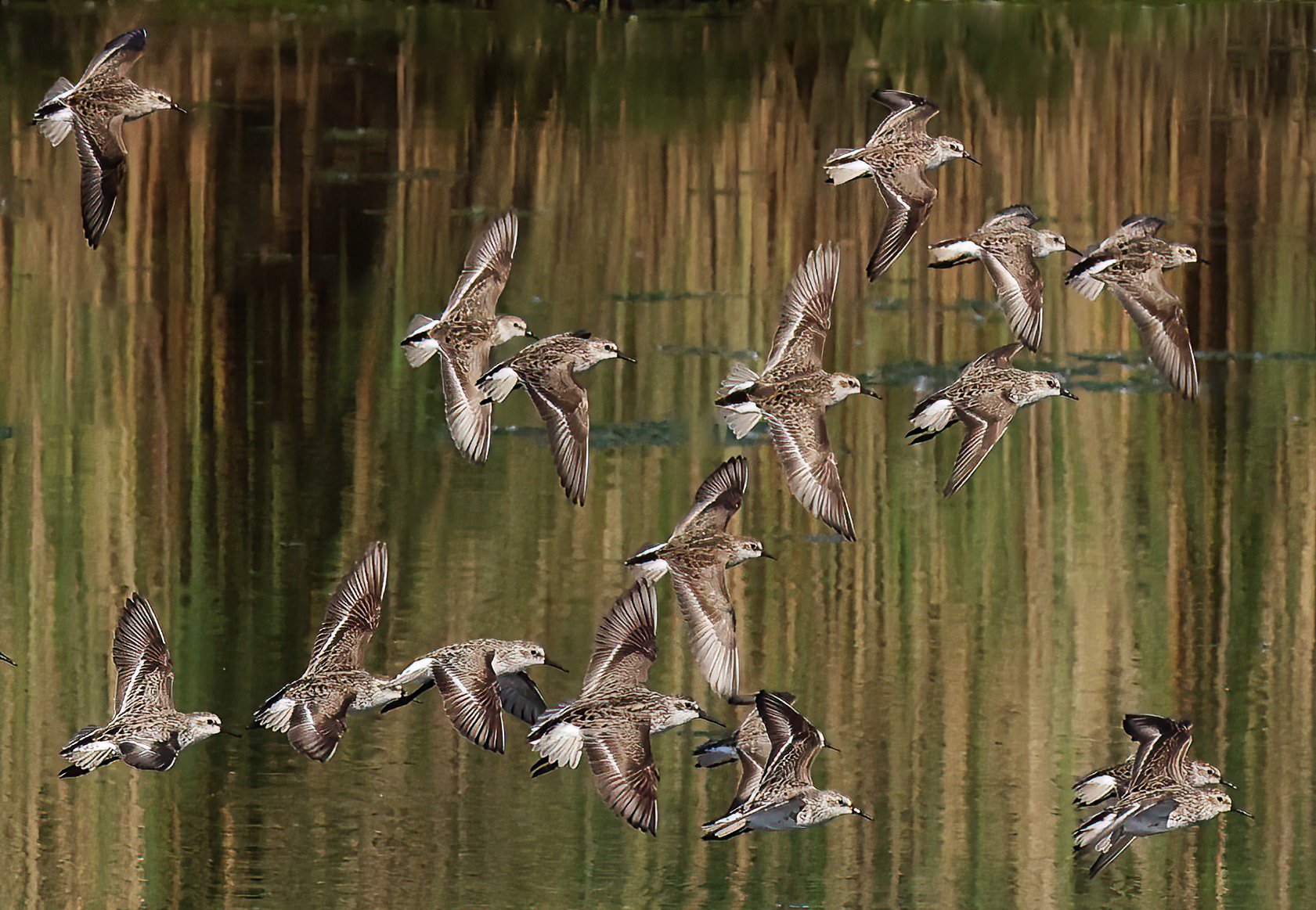 Sandpipers