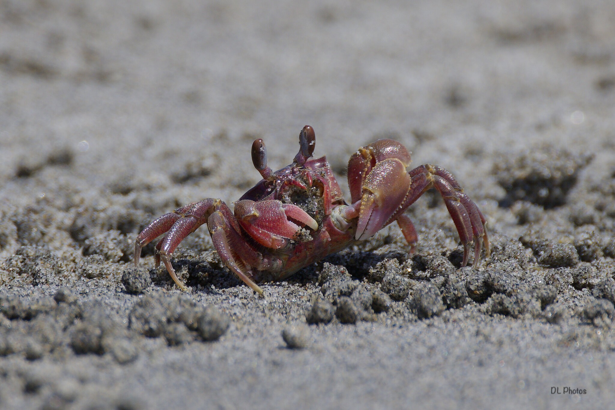sbc.jpg | Canon RF Shooters Forums