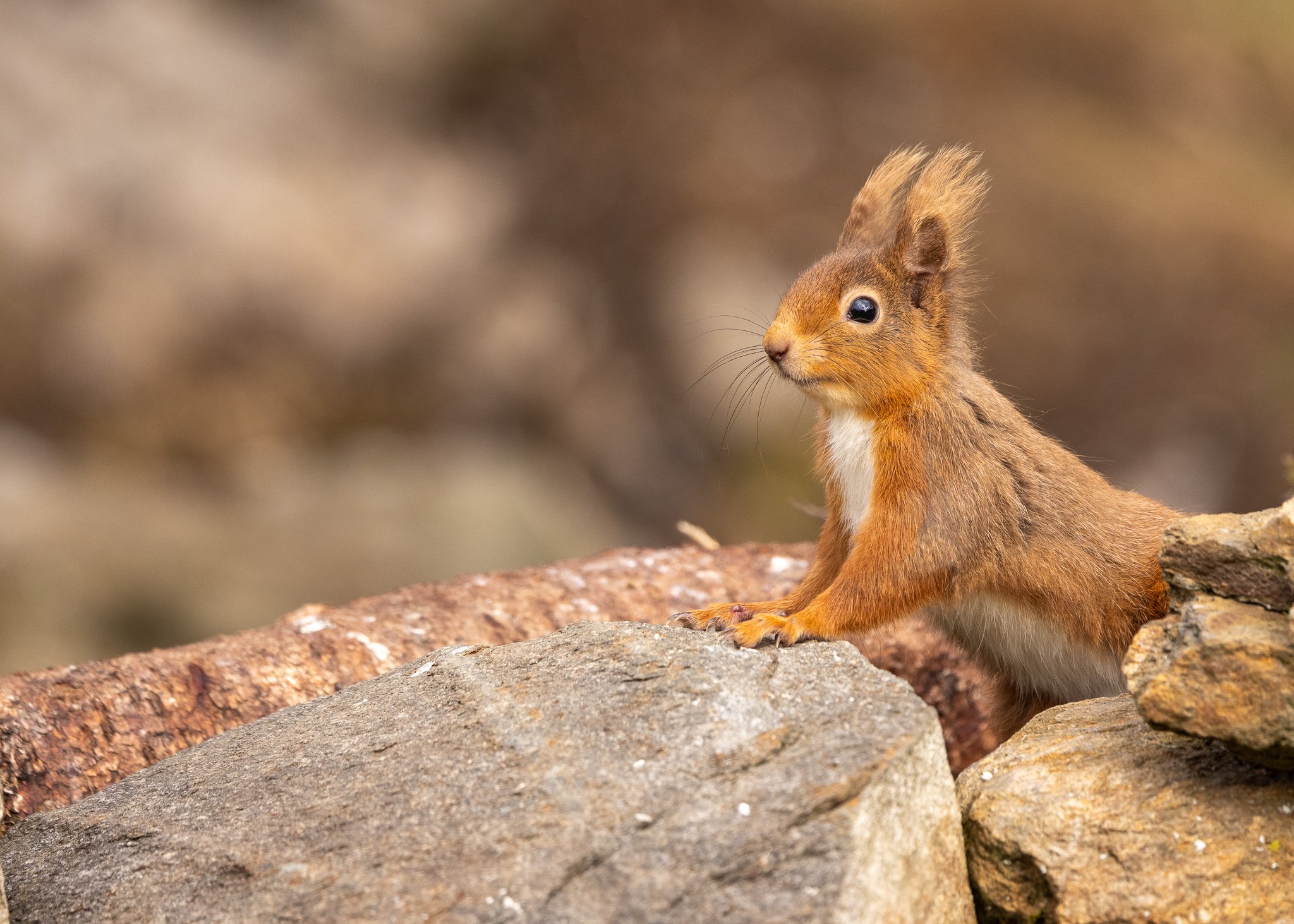 Scottish Red Squirrel
