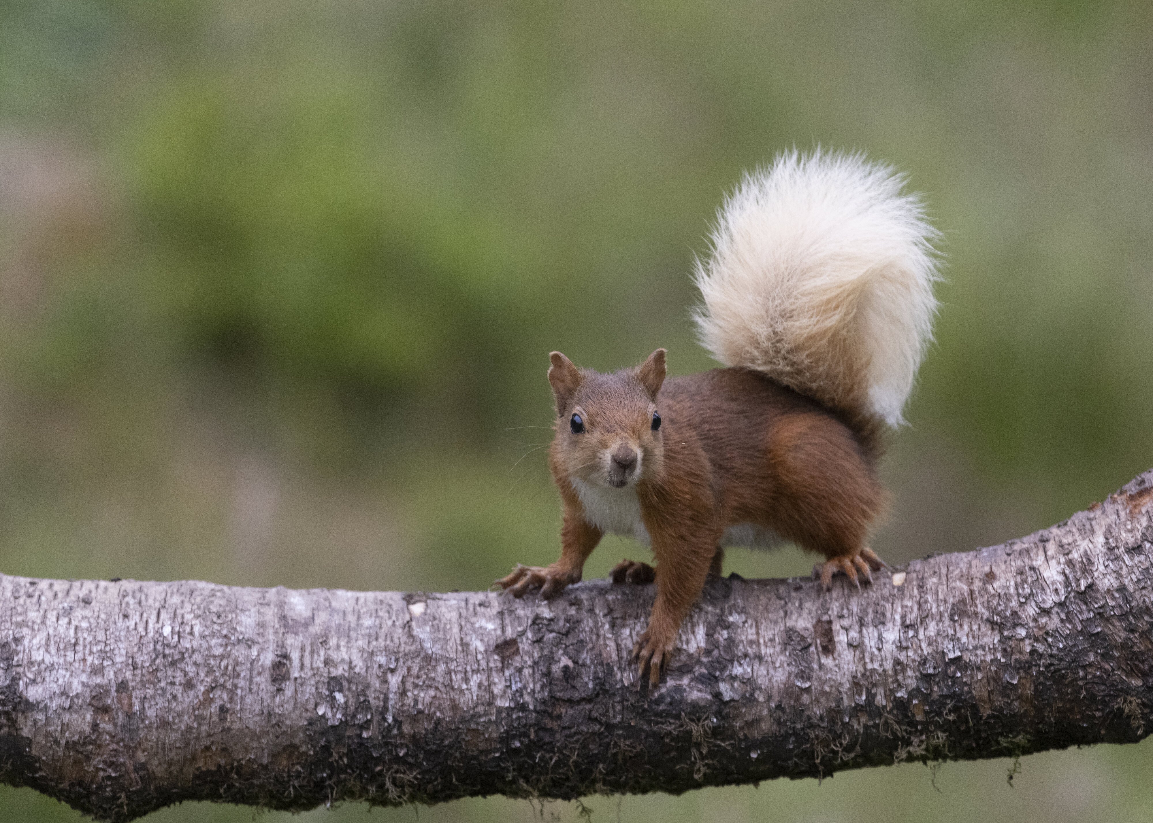 Scottish_Red_Squirrel.jpg