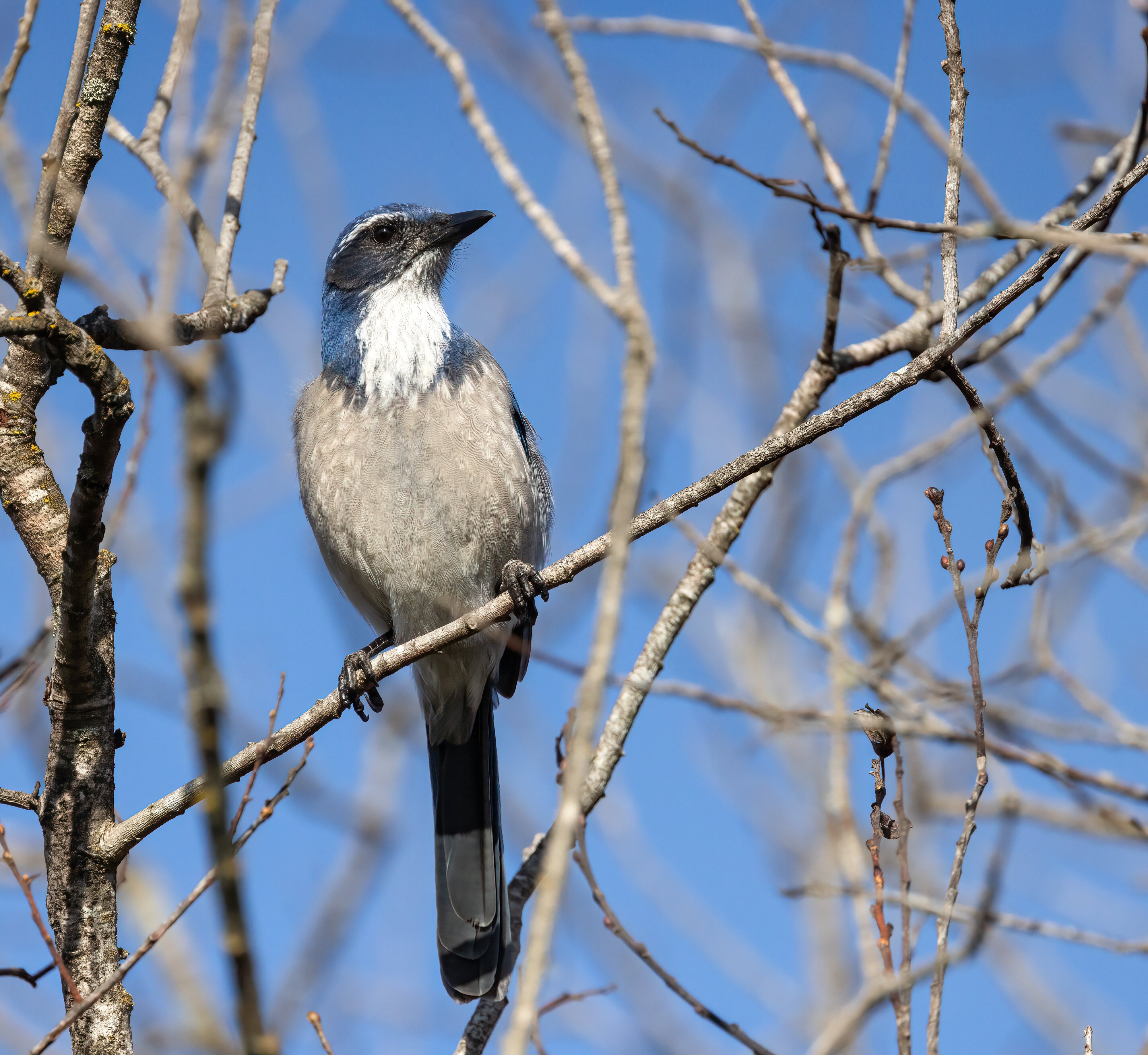 Scrub Jay-2