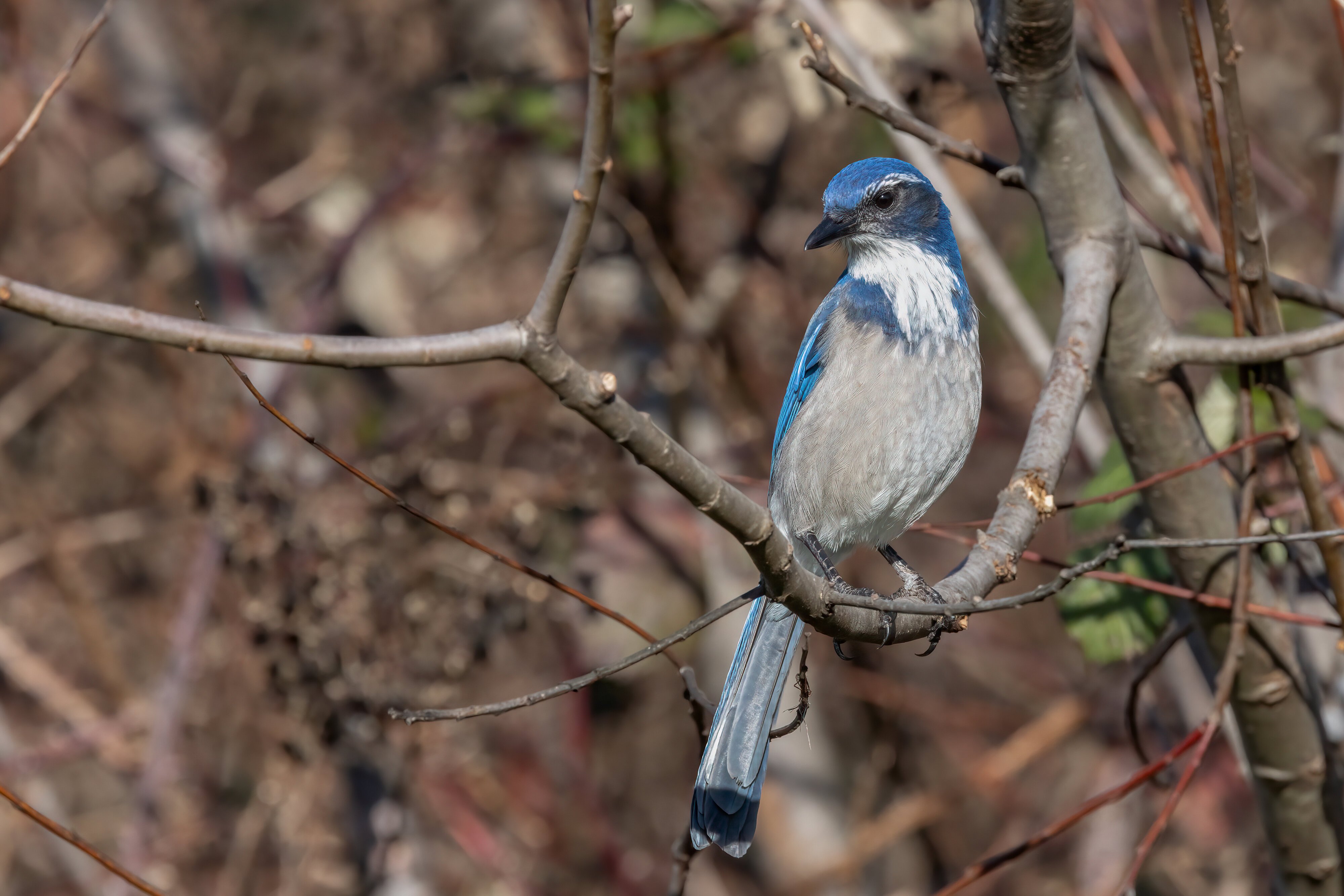 Scrub Jay