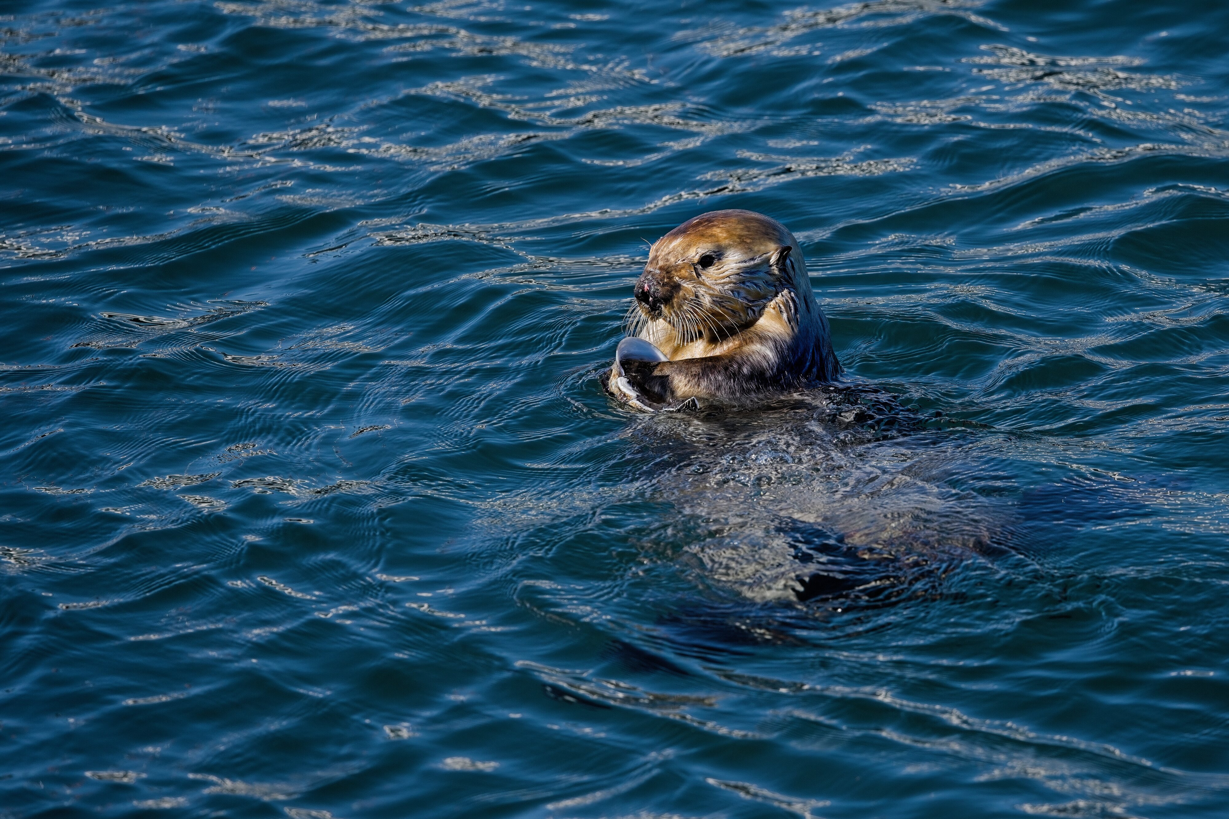 Sea Otter with clam Monterey Bay