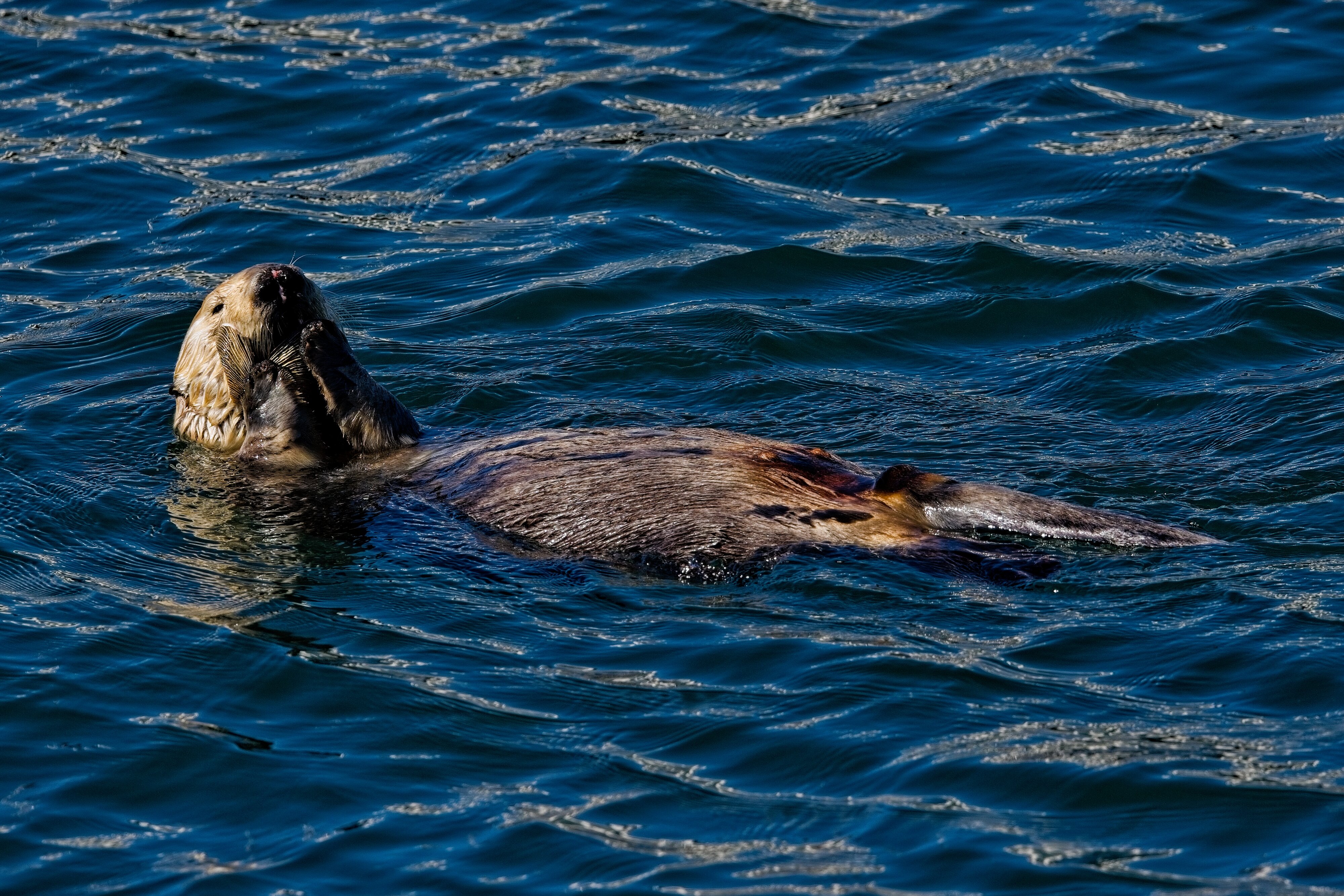 Sea Otter with clam Monterey Bay