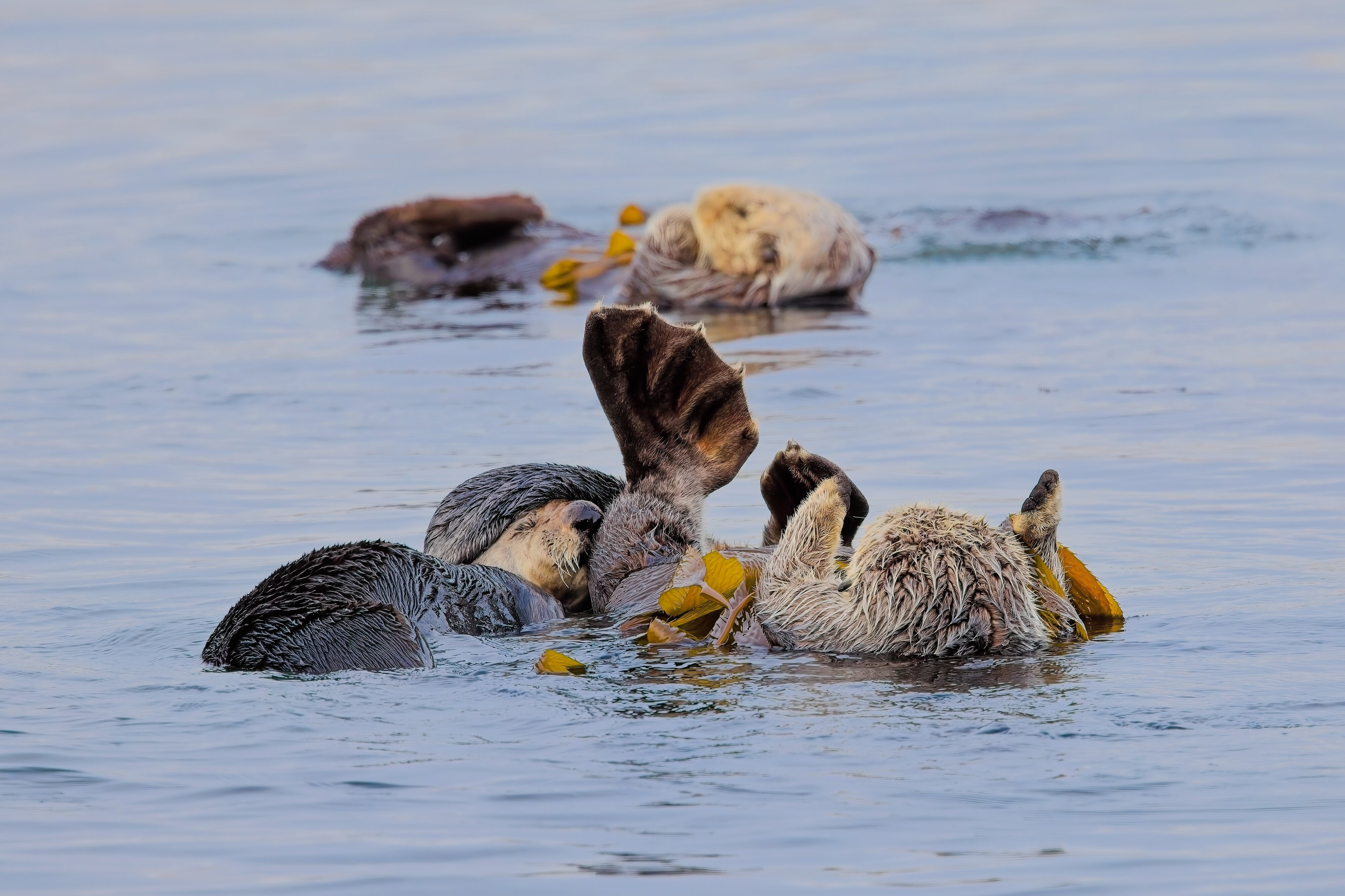 Sea Otters Morro Bay, CA