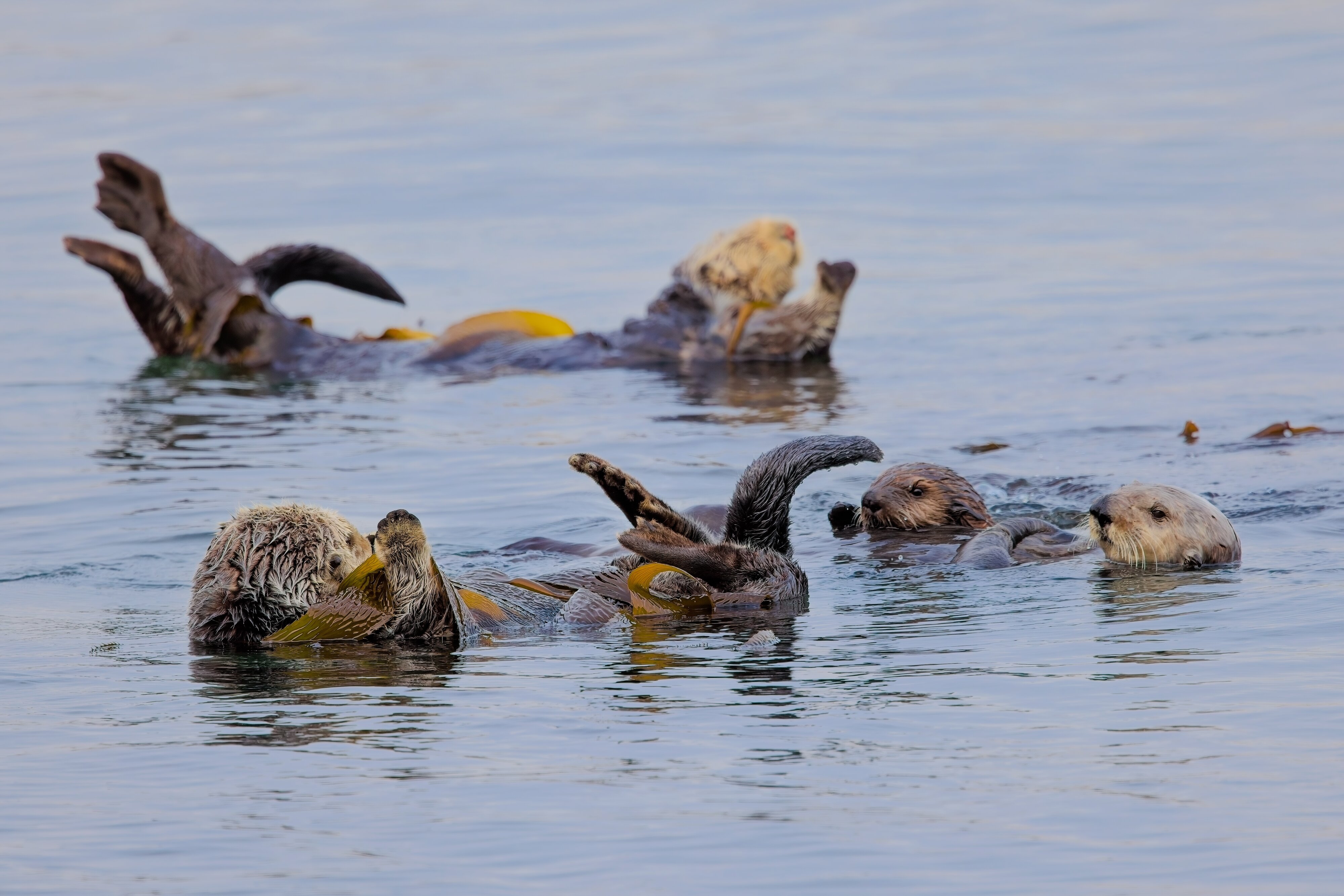 Sea Otters Morro Bay