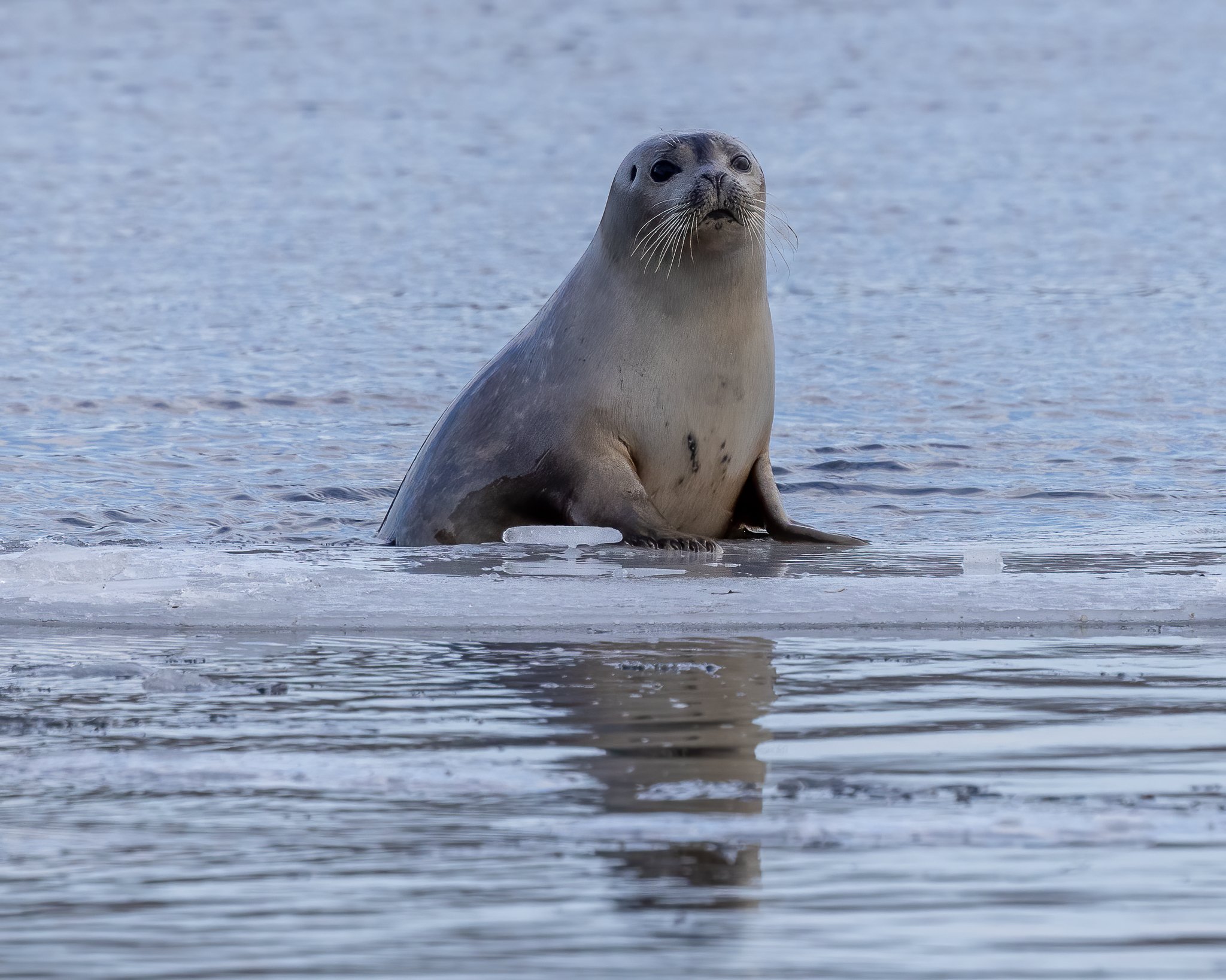 Seal getting up on ice float.jpg