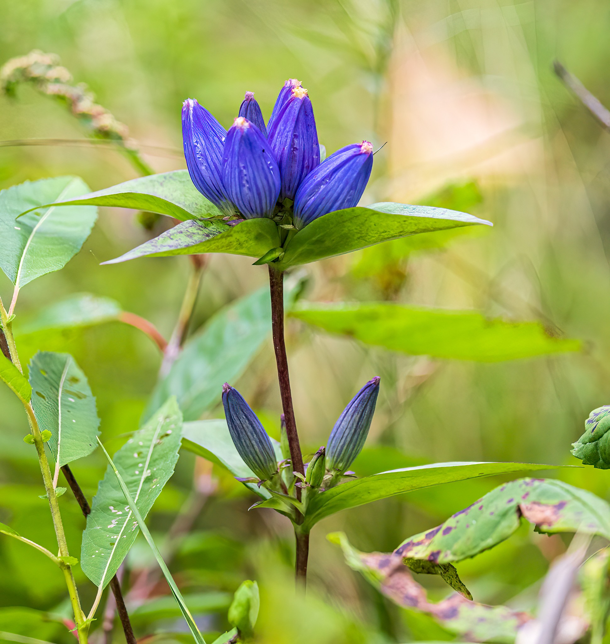 September 05, 2022_Tinkers Creek Reserve_8772-Edit.jpg