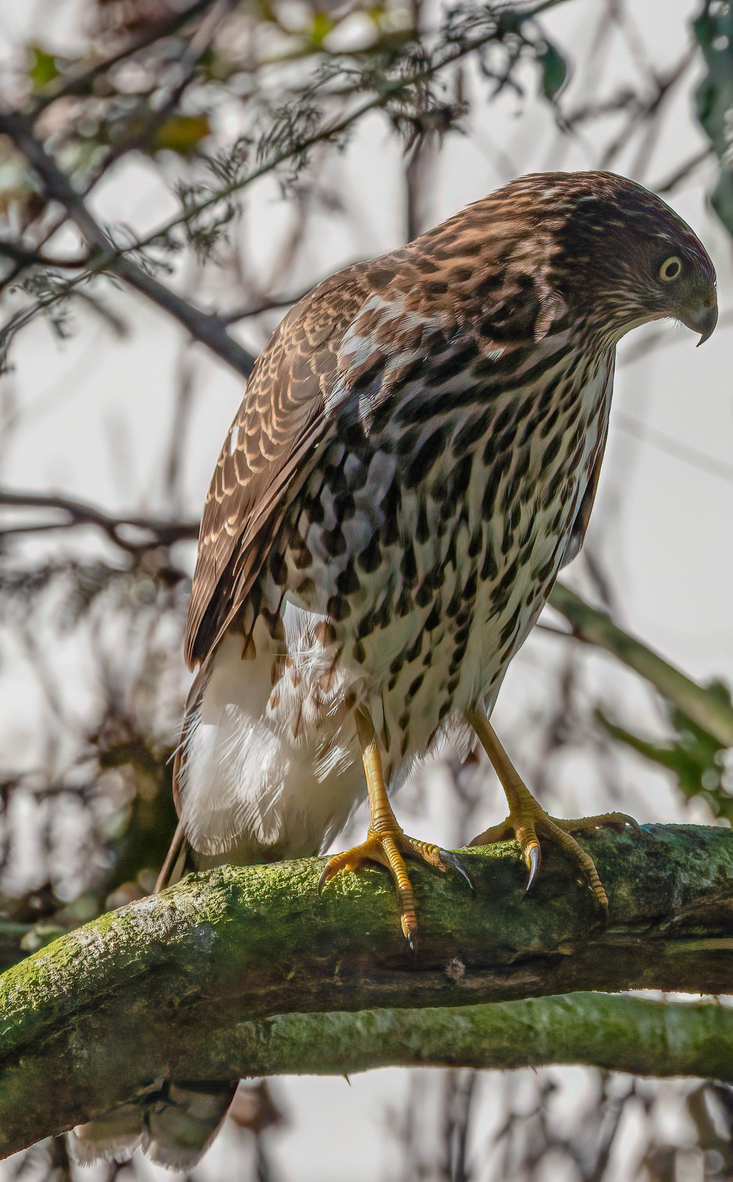 Sharp Shinned Hawk | Canon RF Shooters Forums
