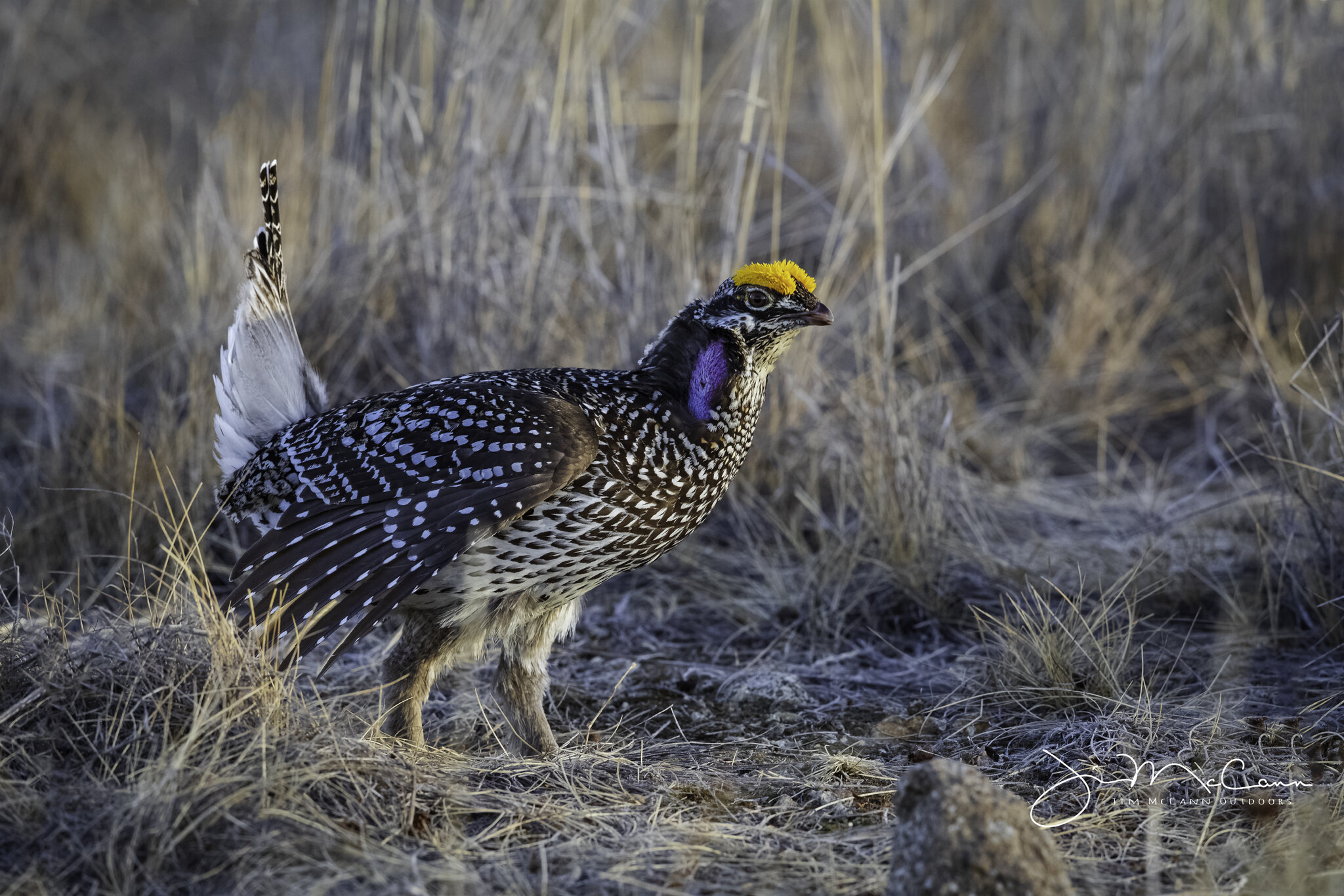 Sharp-tailed Grouse-71147.jpg