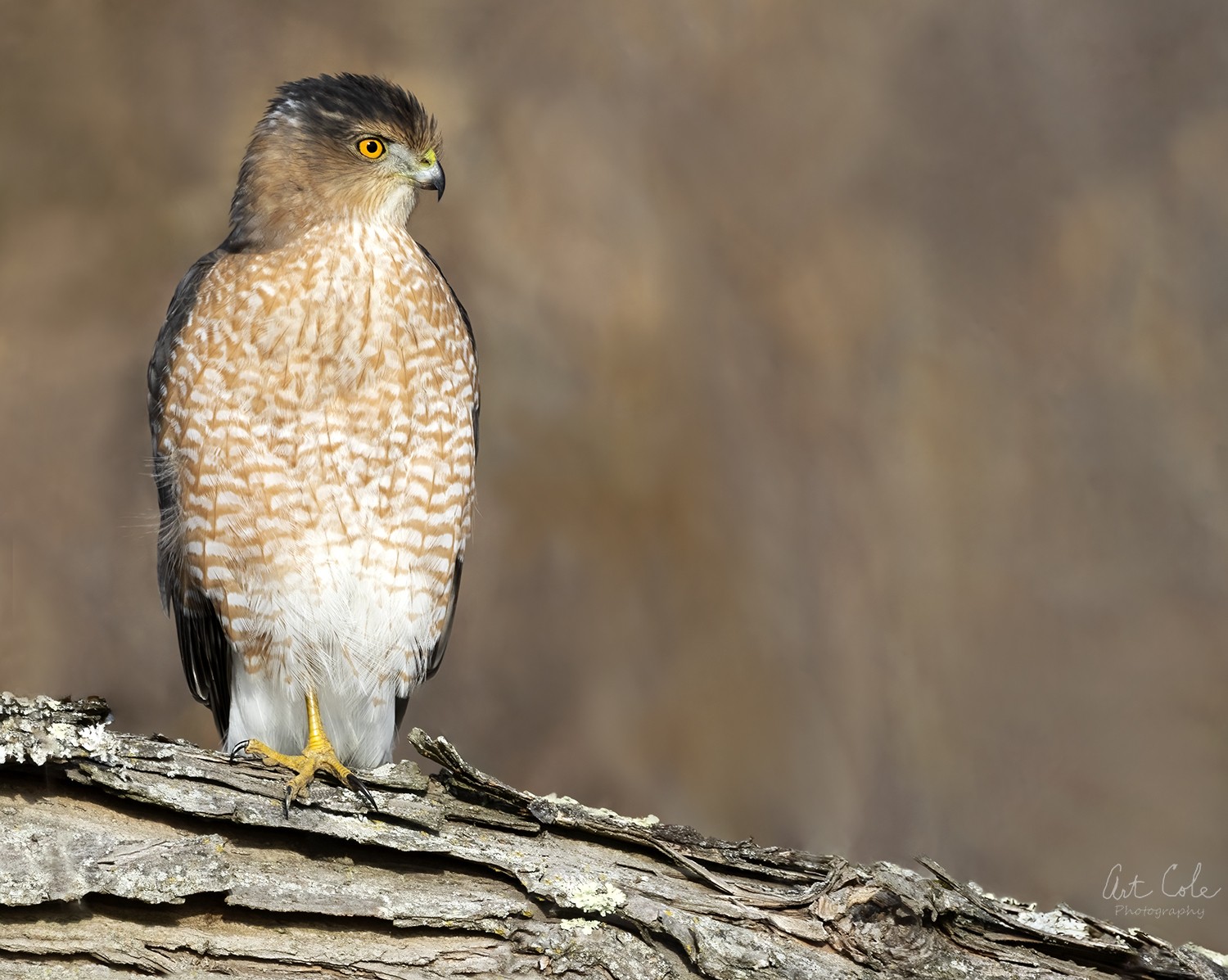 SharpposingSShinnedHawk3Small.jpg | Canon RF Shooters Forums