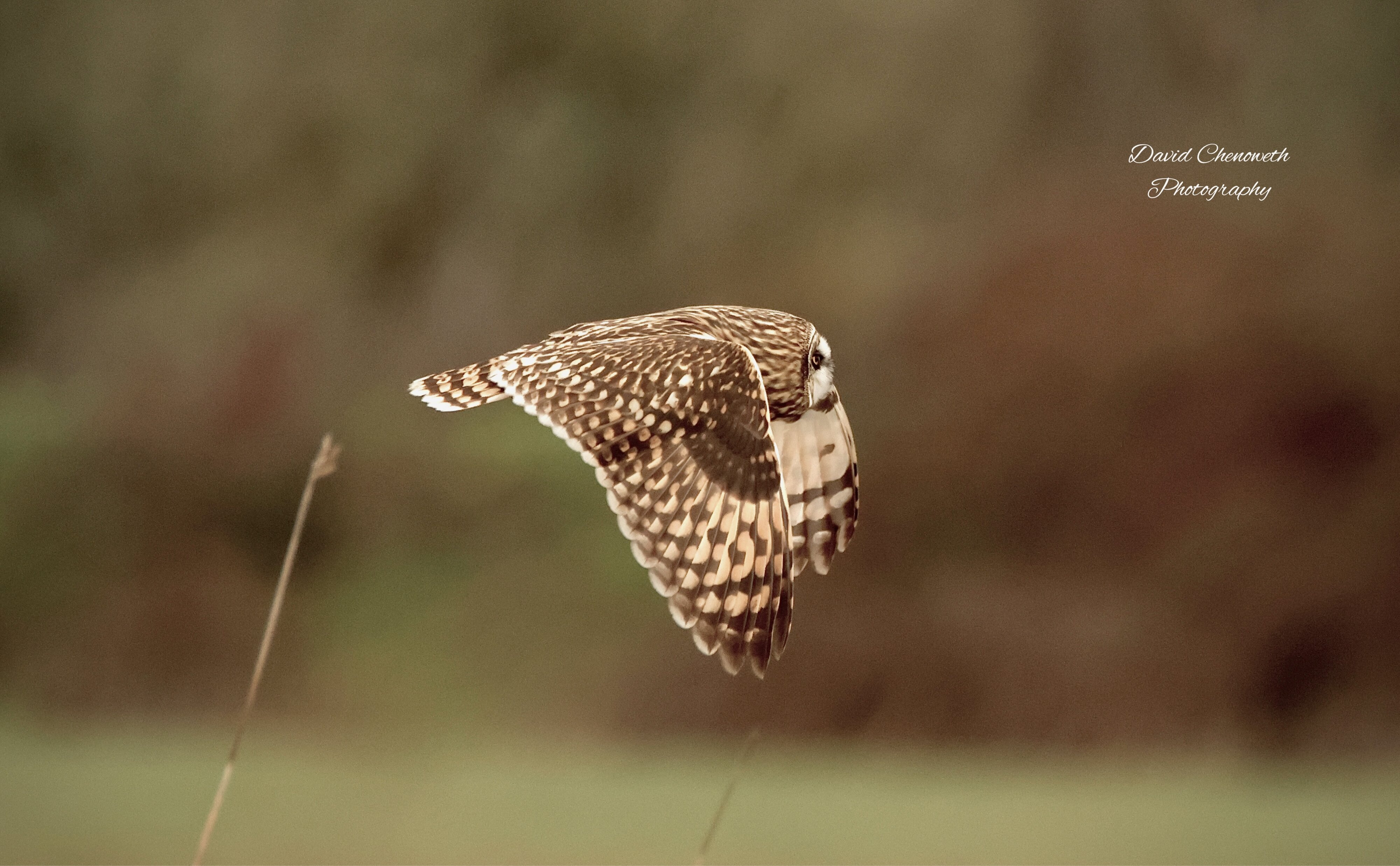 Short Eared Owl cruising by