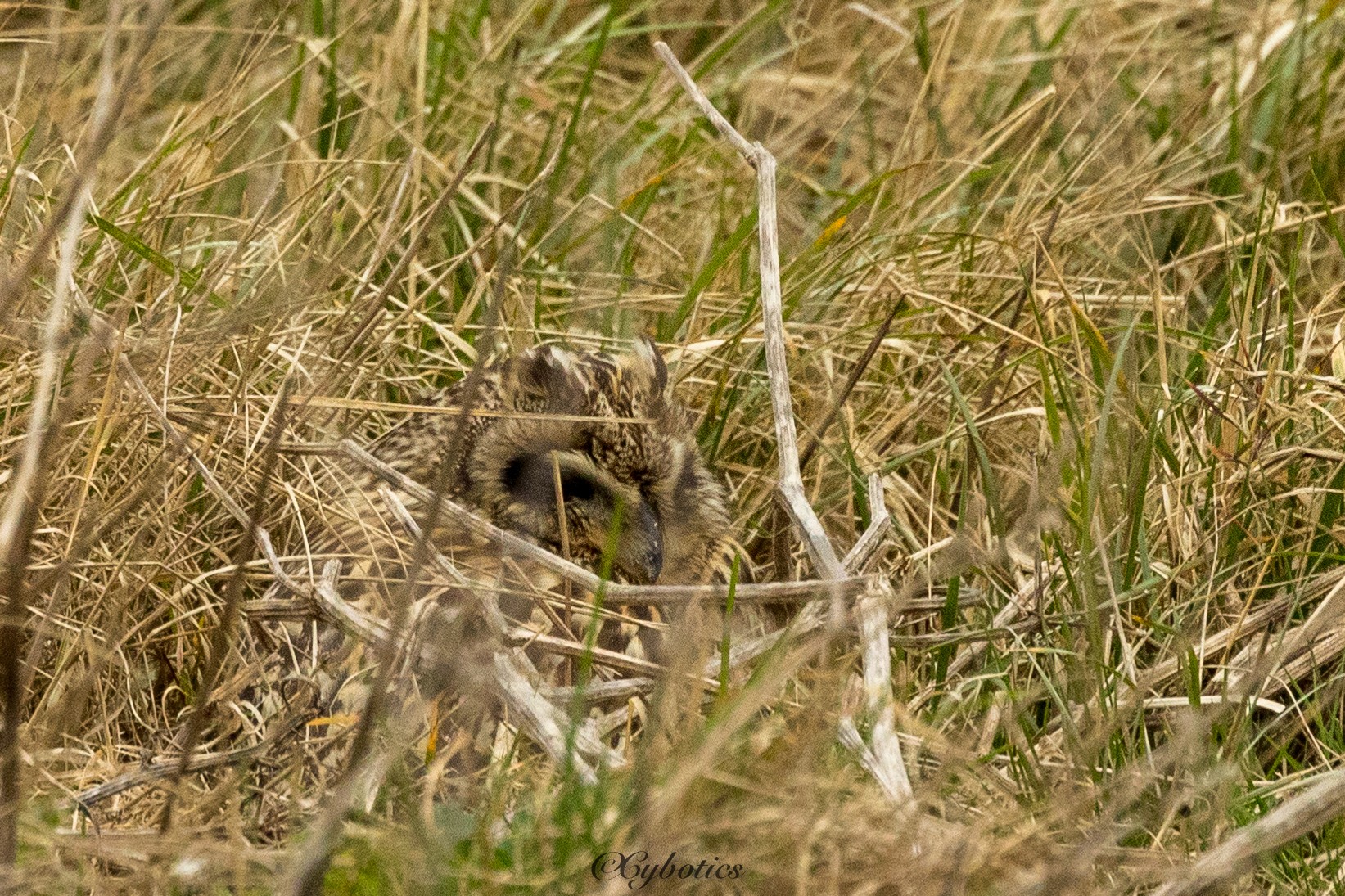 Short eared owl. Farlington Marsh