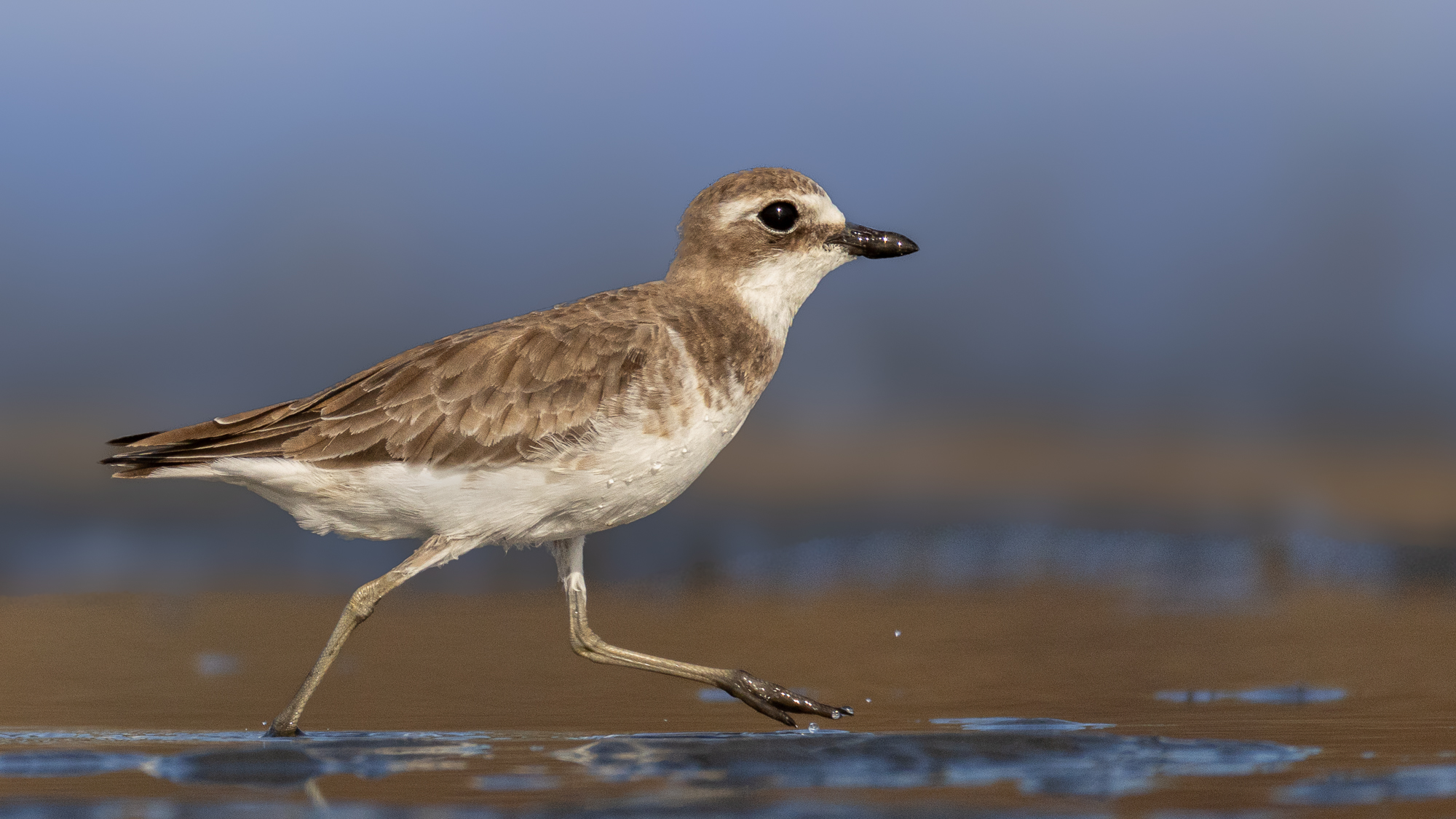 Siberian Sand-Plover.jpg