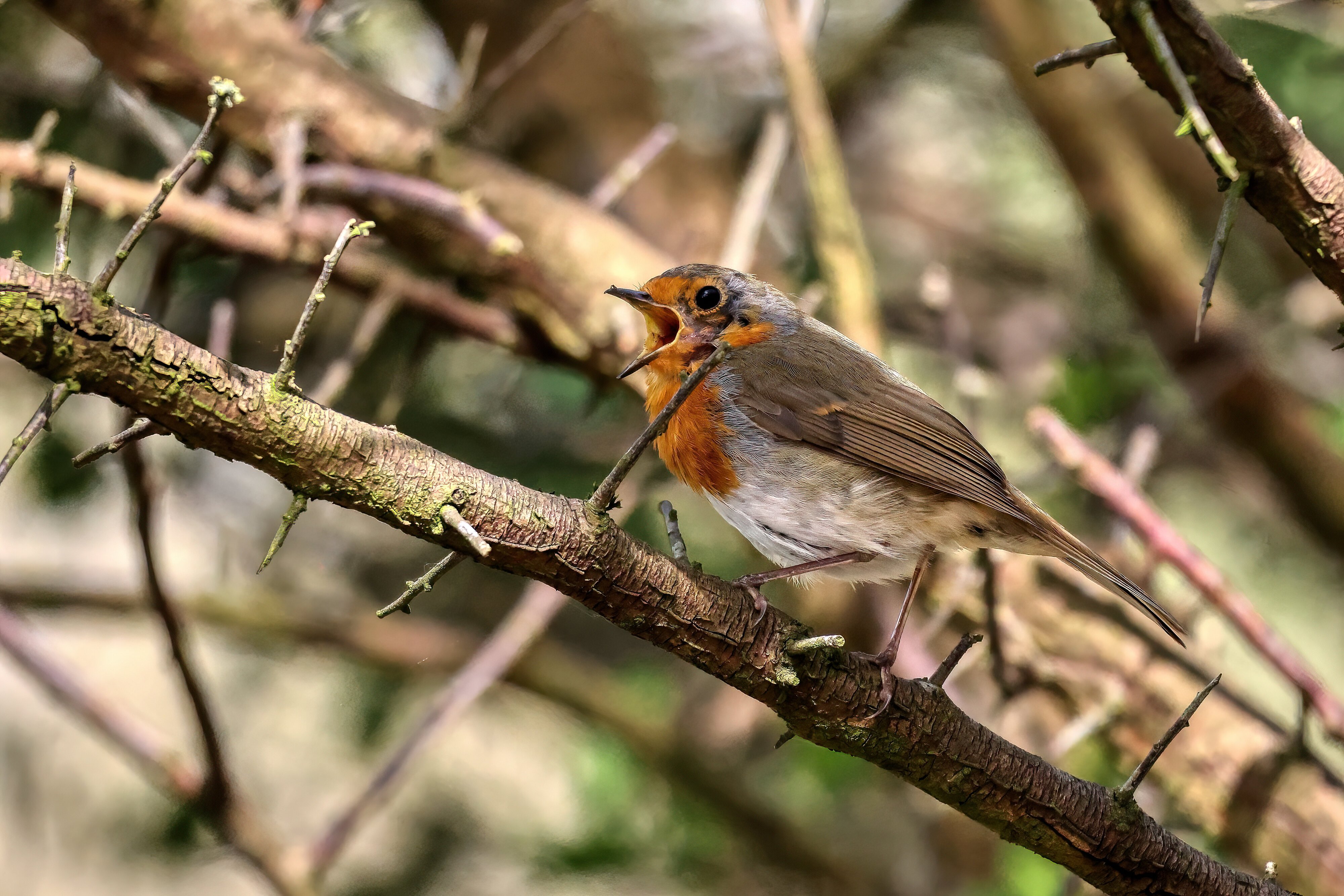 SINGING ROBIN.jpg | Canon RF Shooters Forums