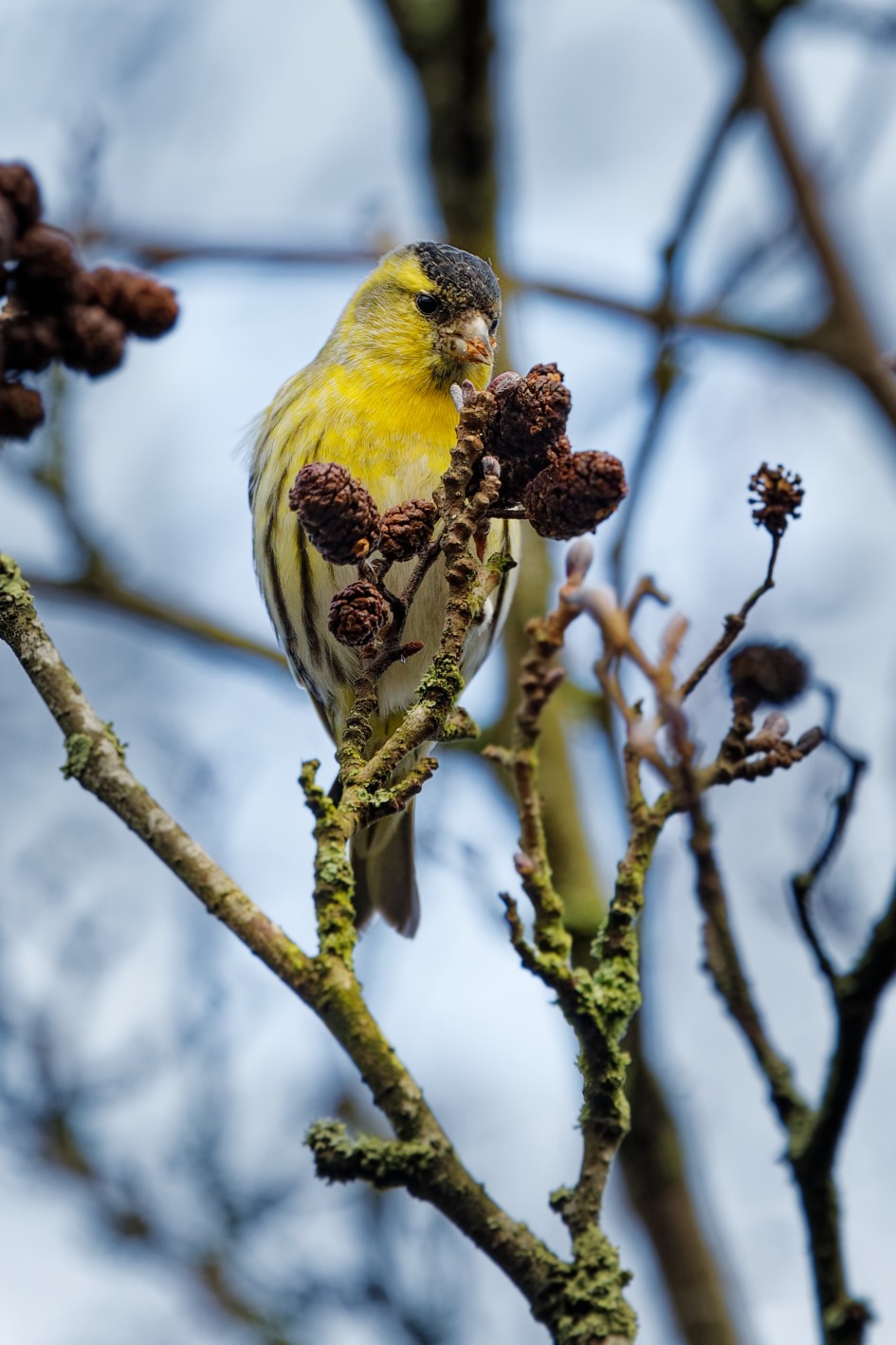 Siskin (m)