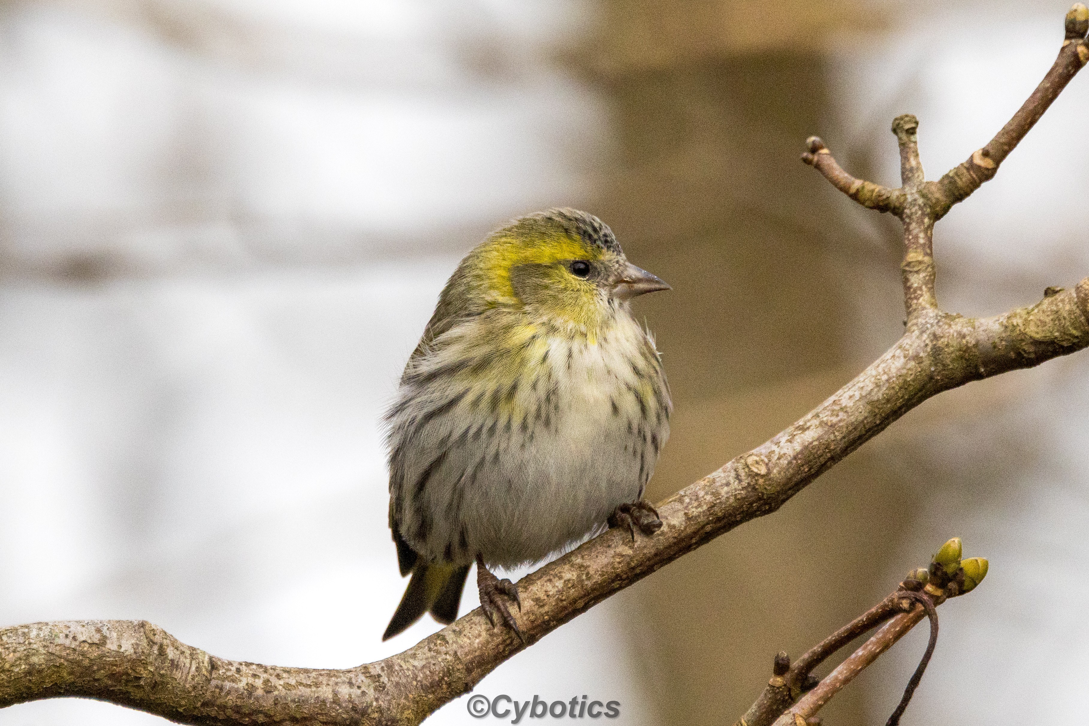 Siskin