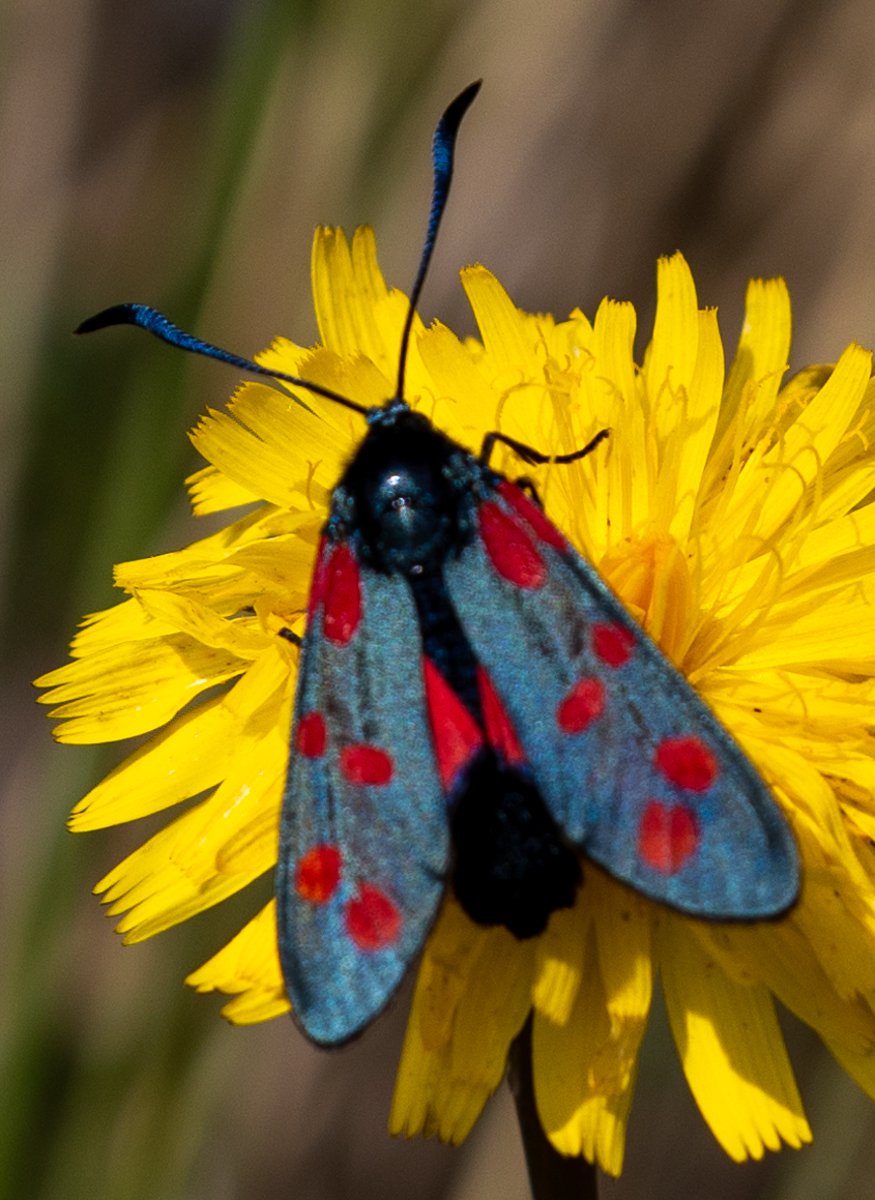 Six Spot Burnet Moth