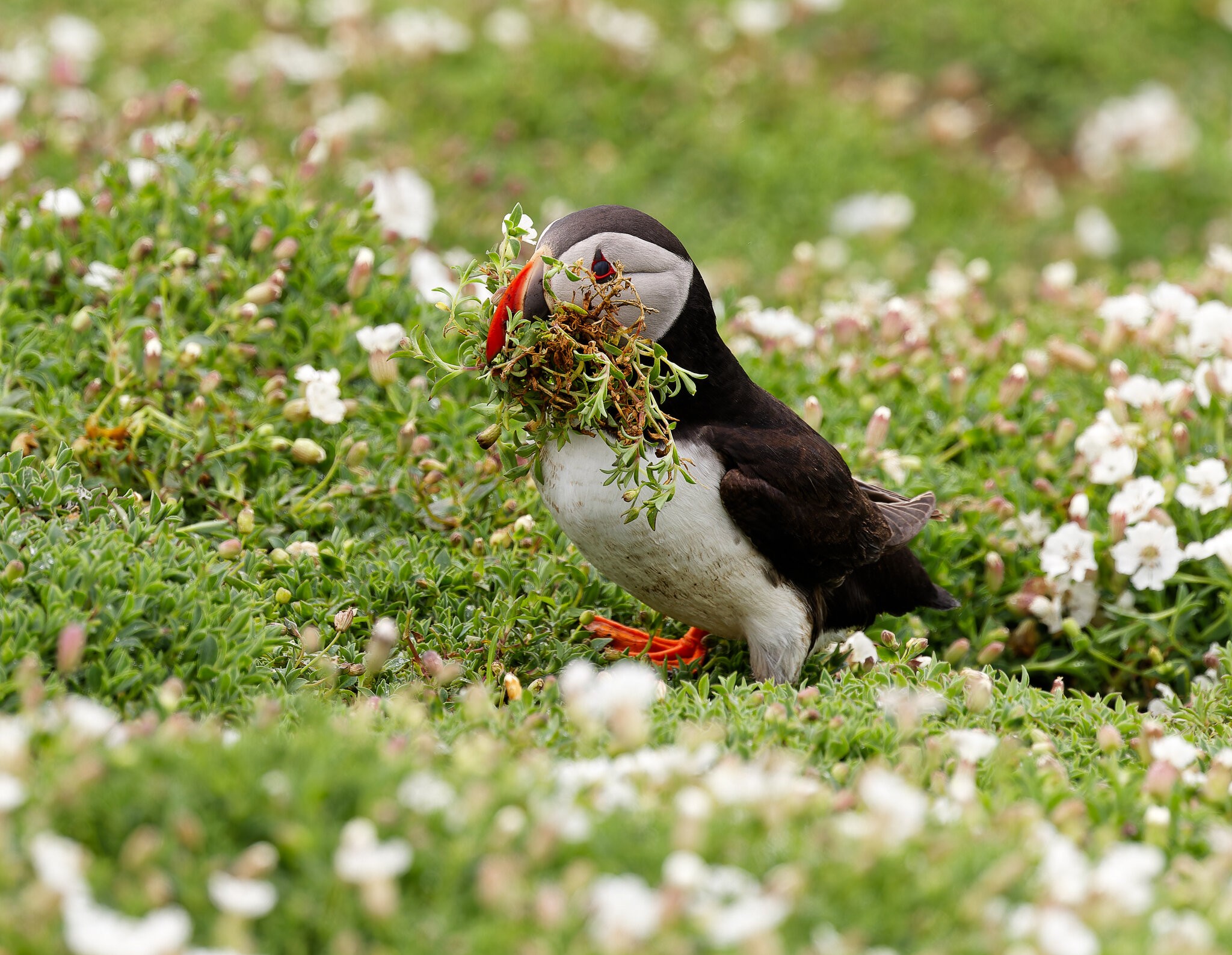 Skomer-4787.jpg