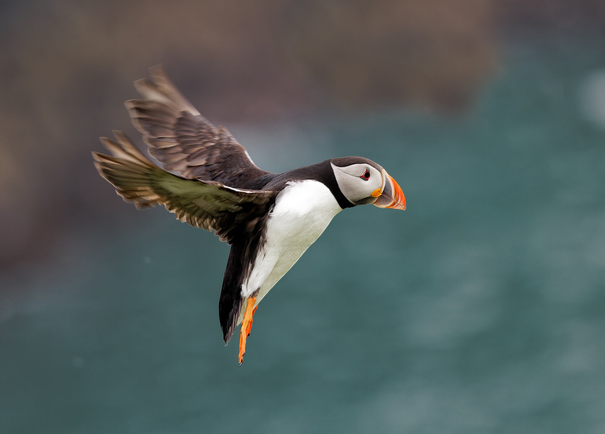 Skomer-4986.jpg