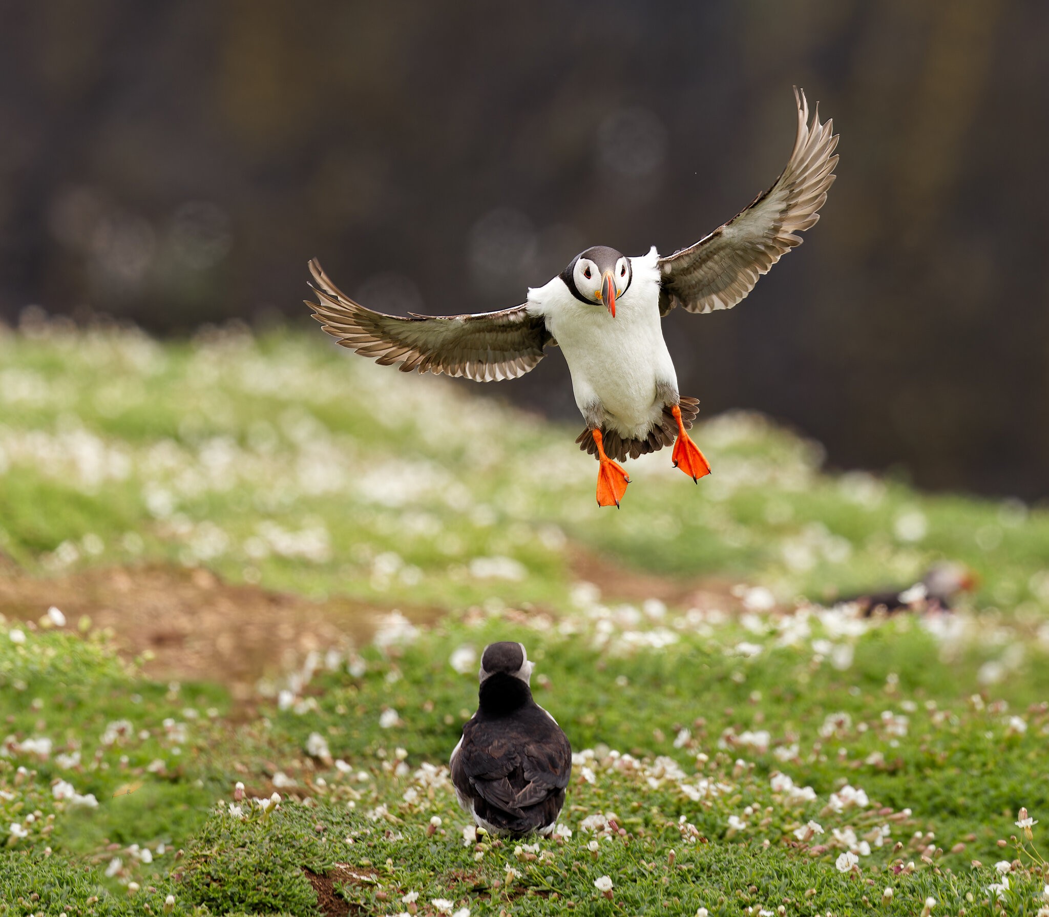 Skomer-.jpg