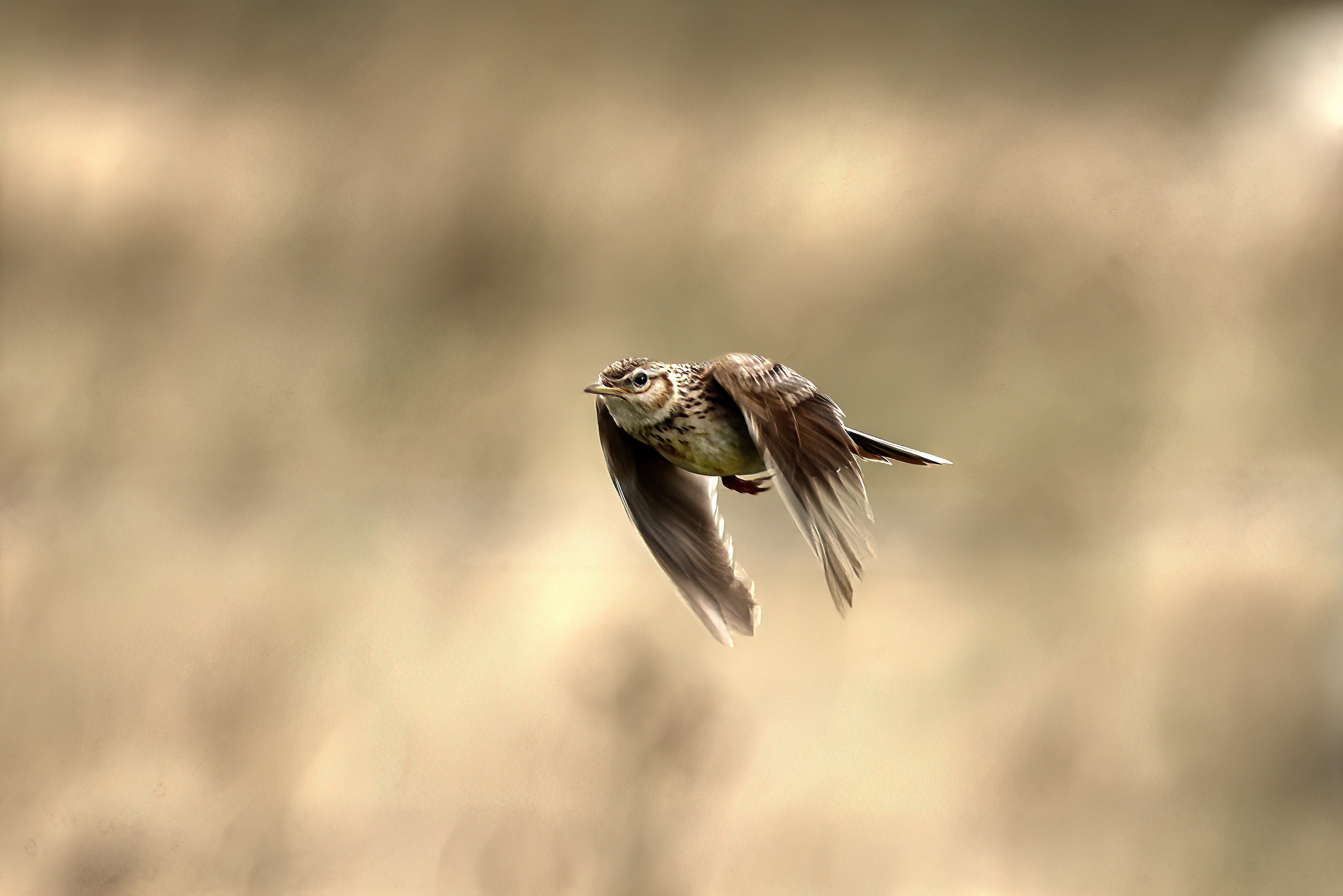 Skylark in flight