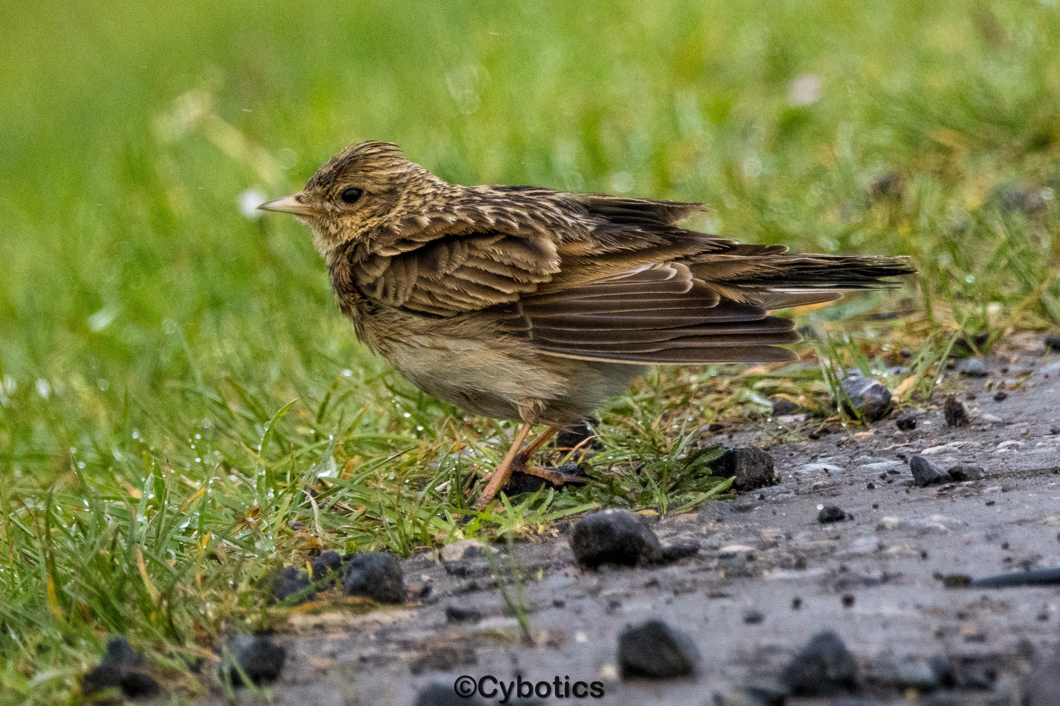 Skylark