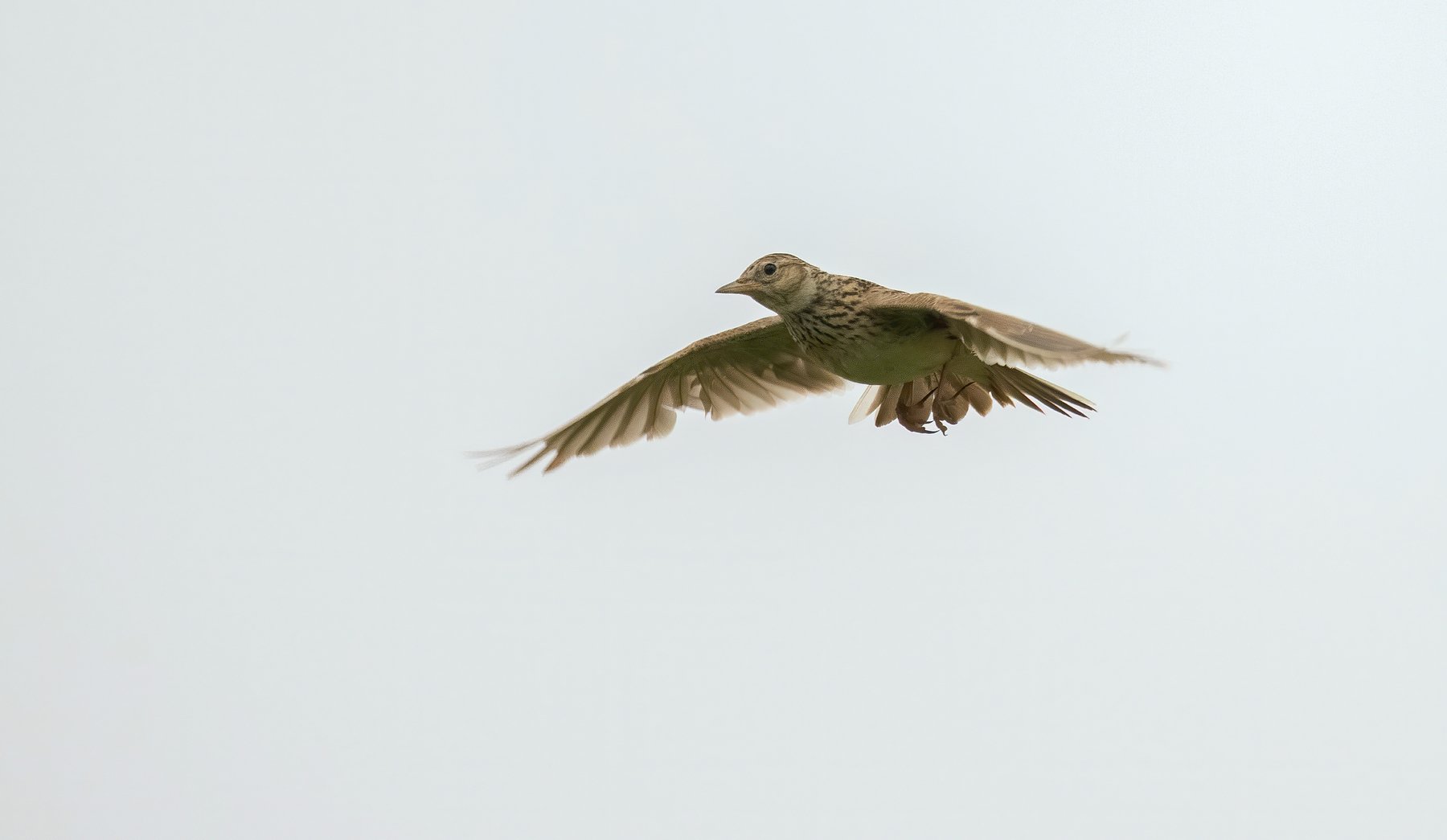 skylark