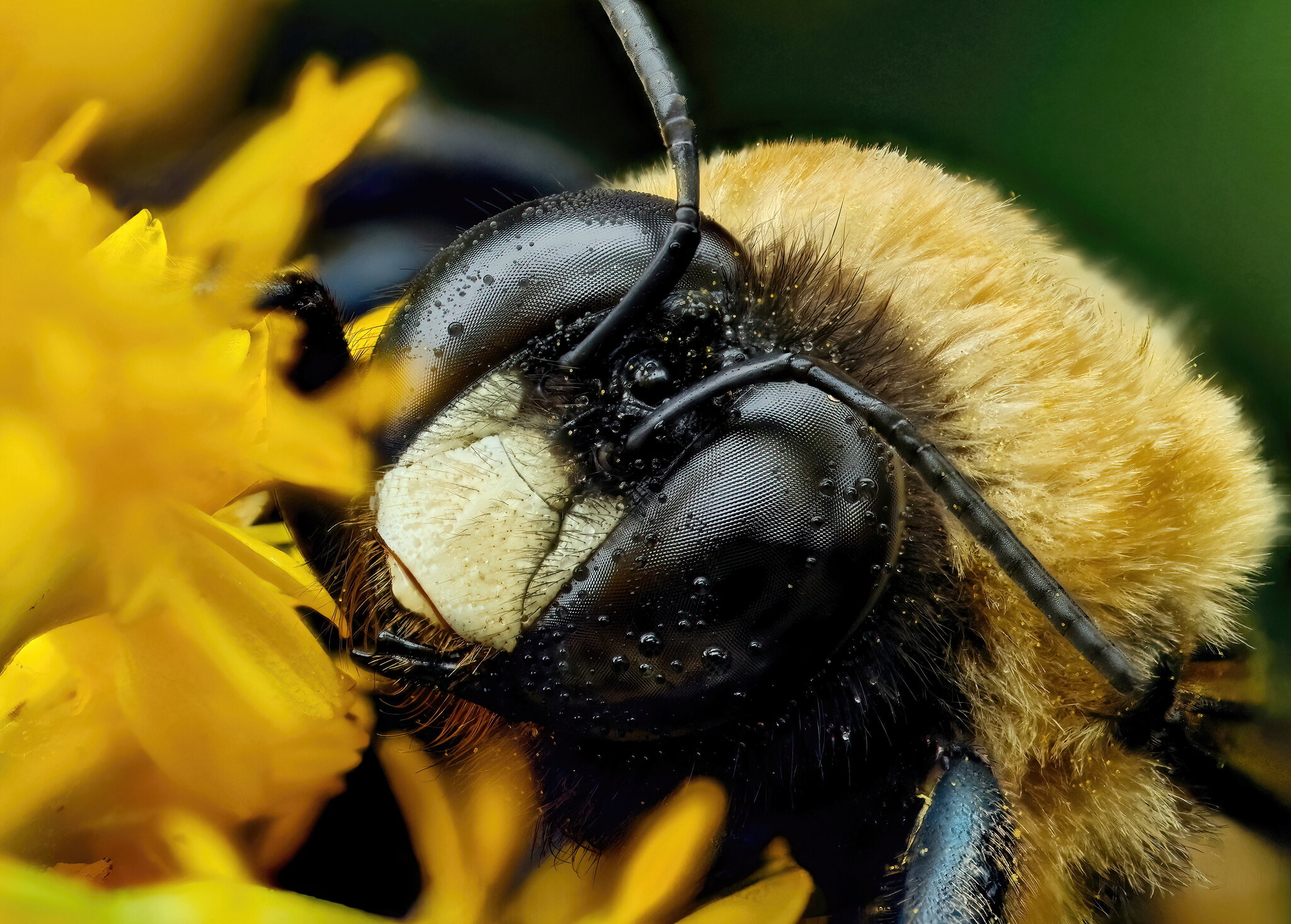 Sleeping Bumblebee