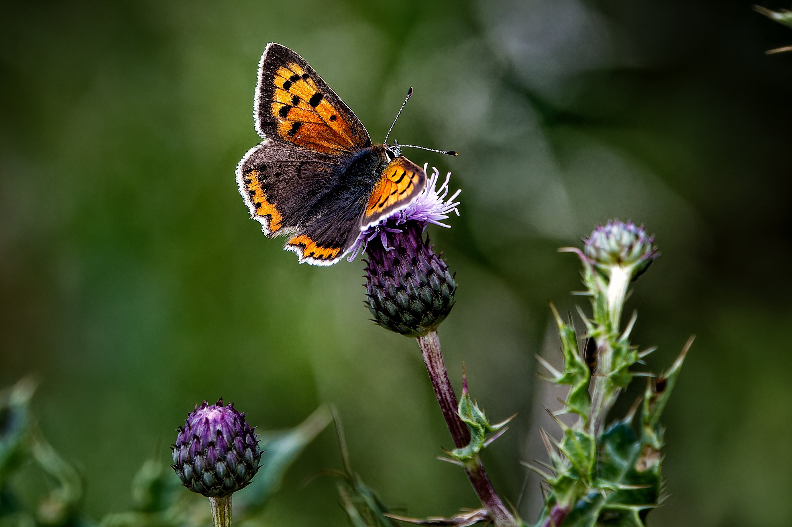 Small Copper