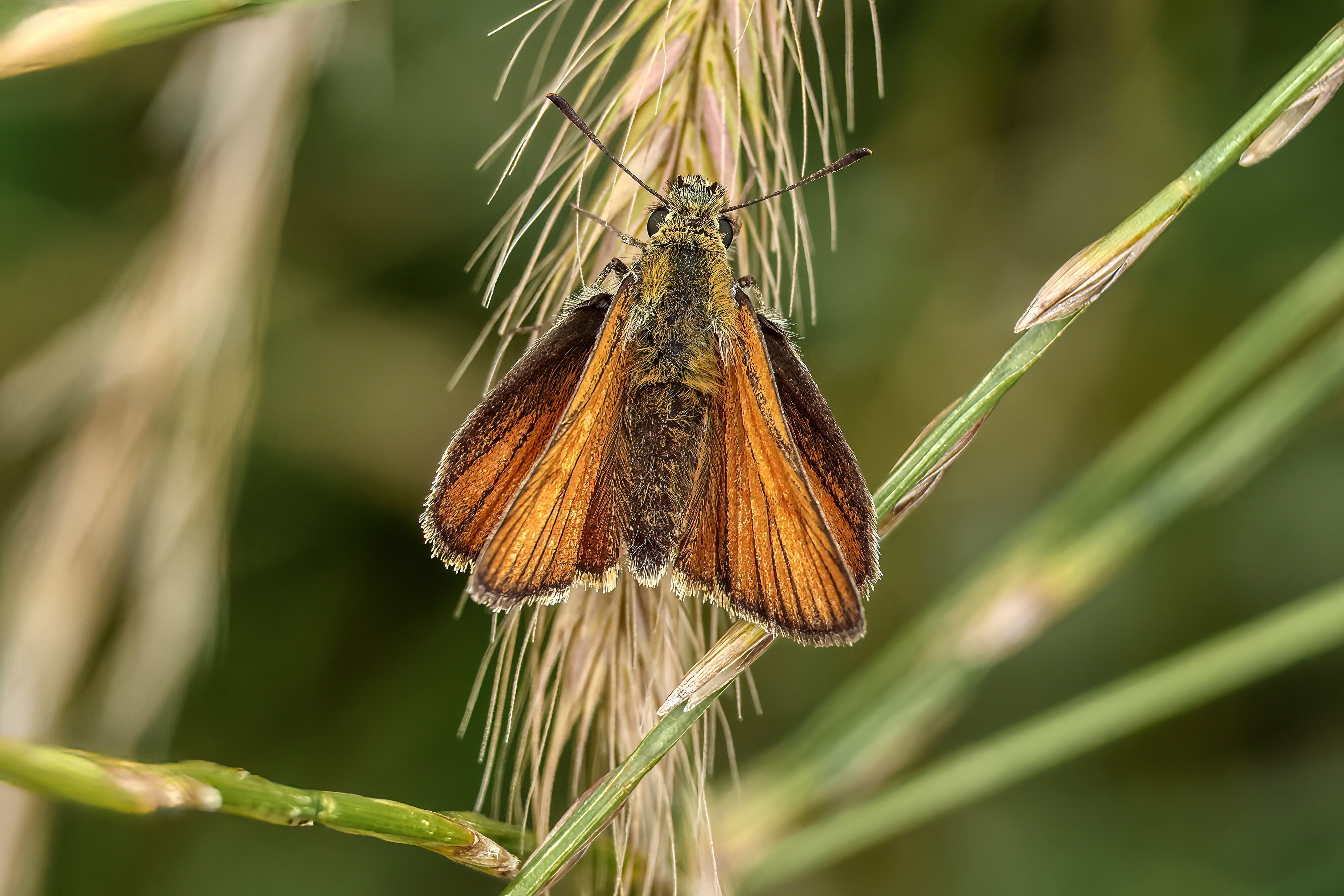 Small skipper