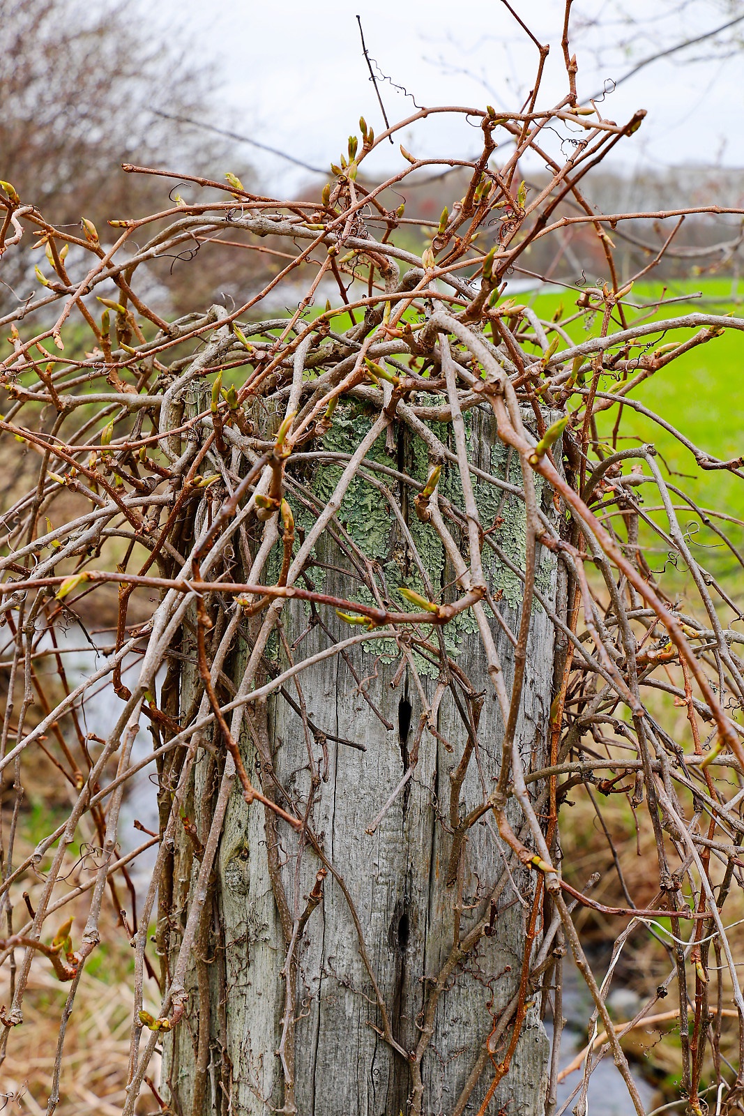 Snake Den Farm on Brown Ave, Johnston, RI.