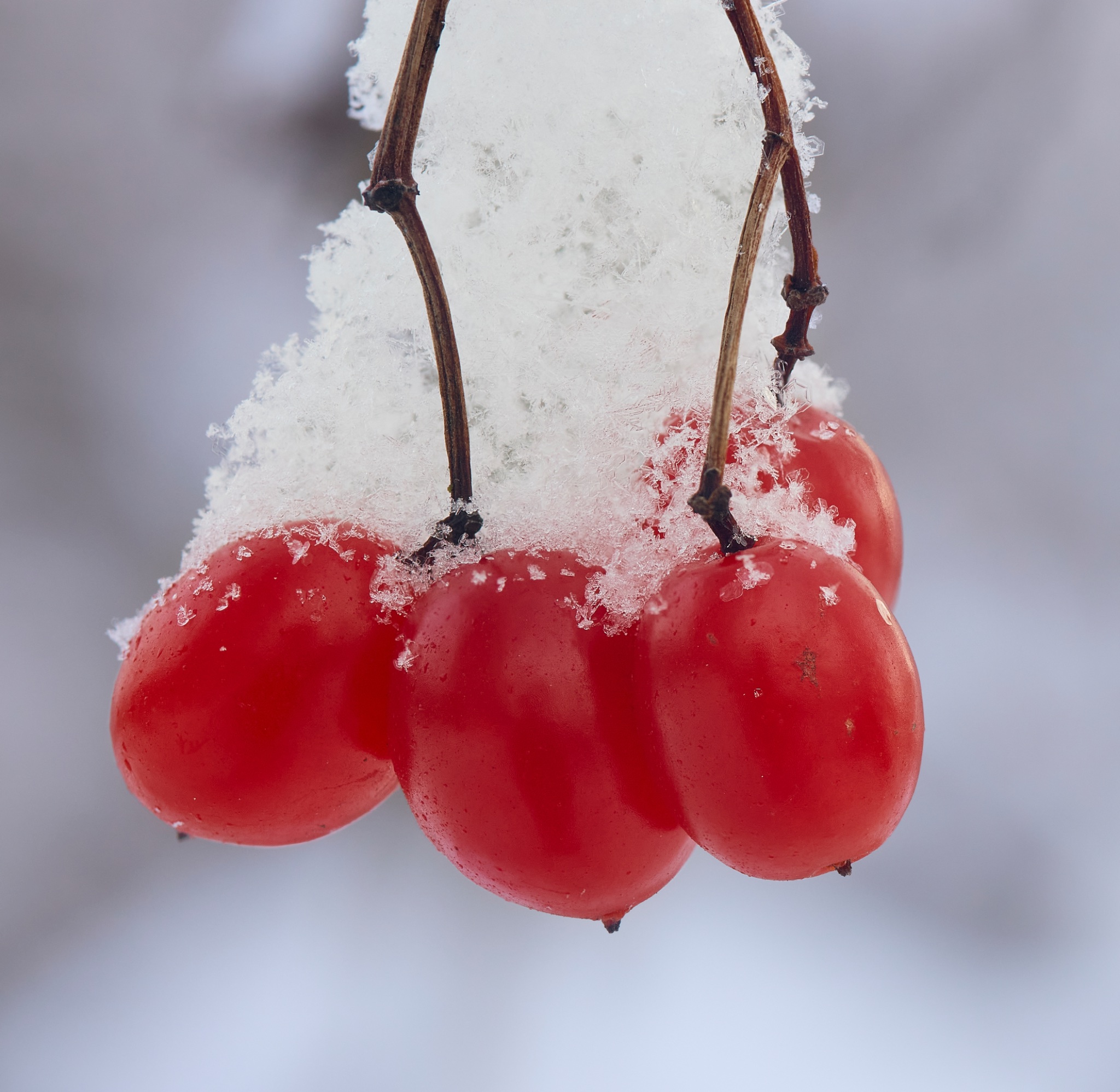 Snow Hats