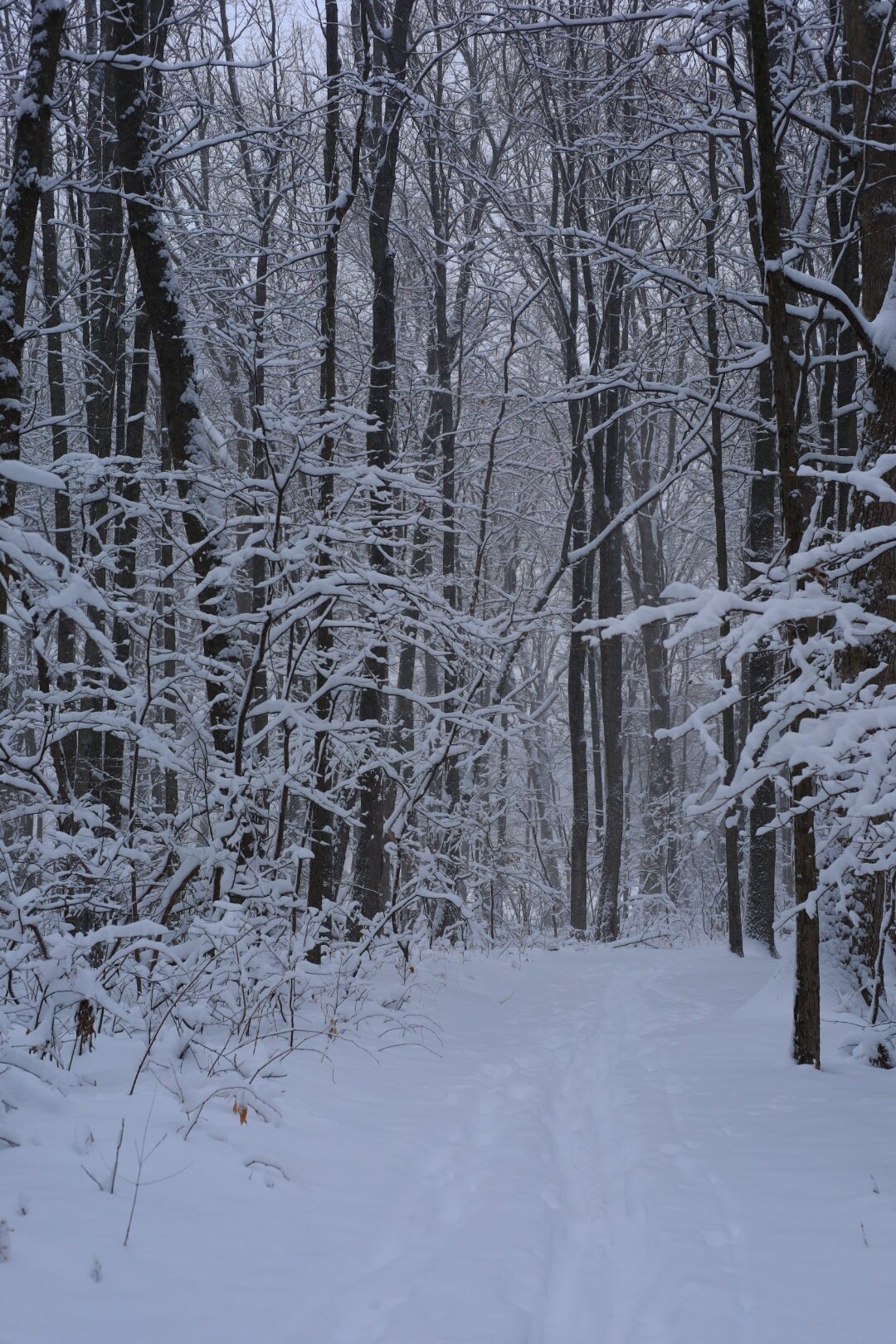 Snow Storm