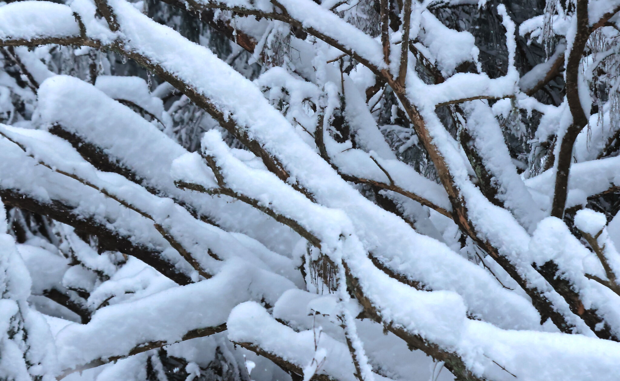 snowy branches.jpg