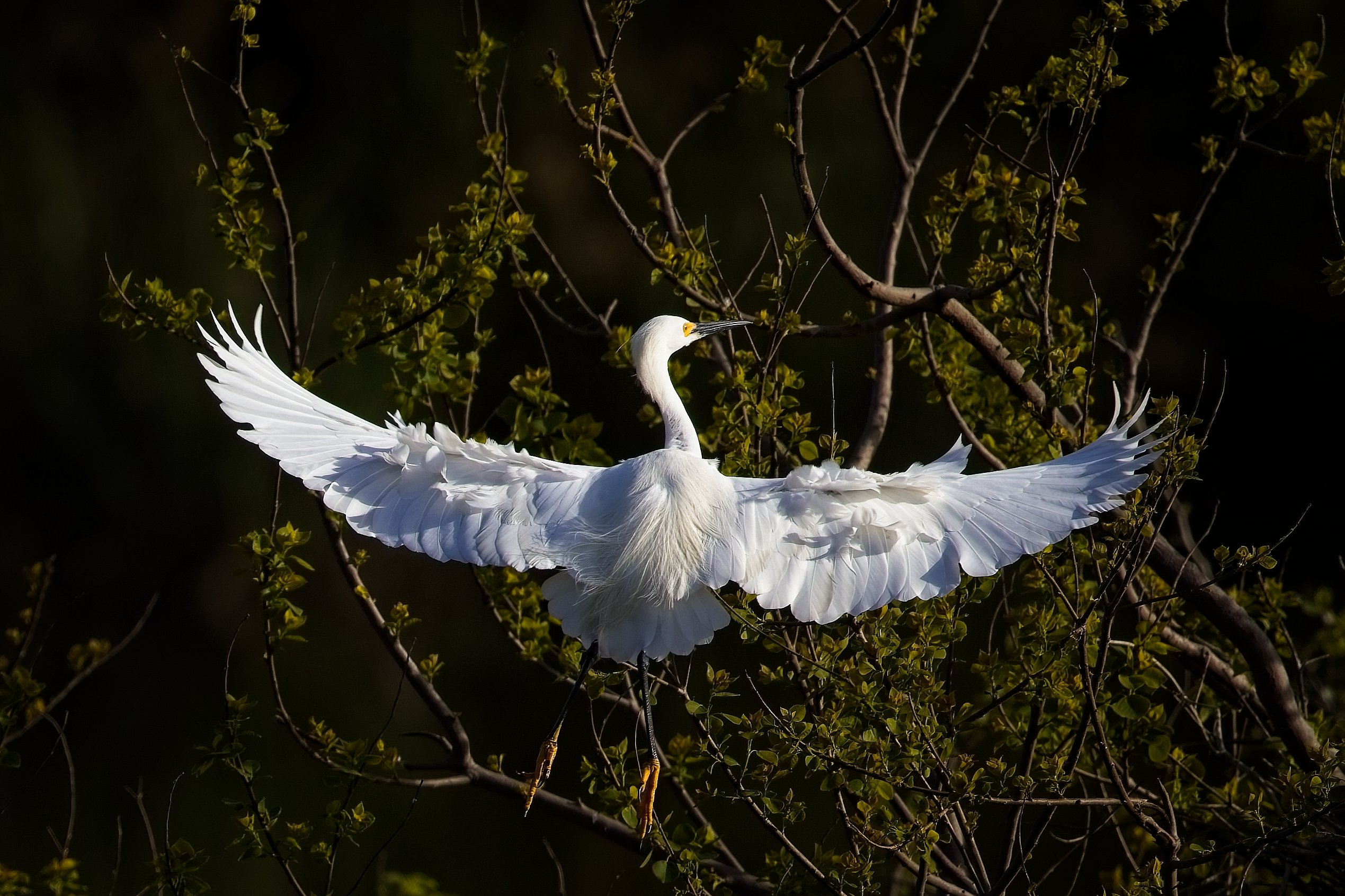 Snowy Egret  in Smith Oaks Rookery  in High Island, TX