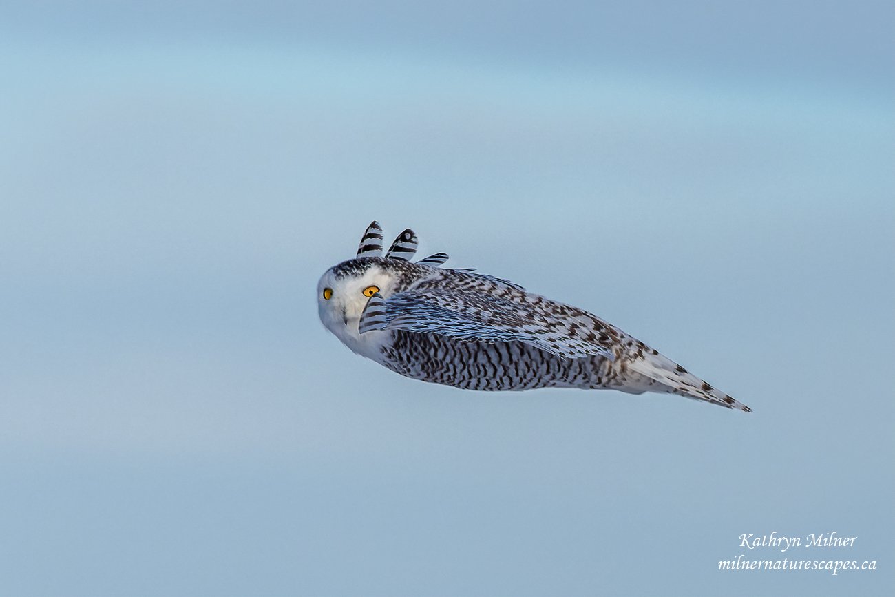 Snowy Owl - Are You Following Me.jpg