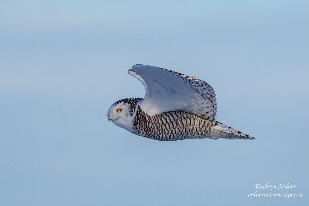 Snowy Owl in flight.jpg