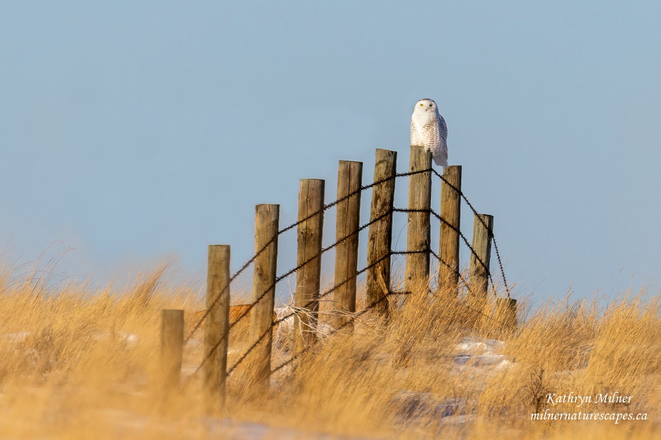 Snowy Owl on fence.jpg