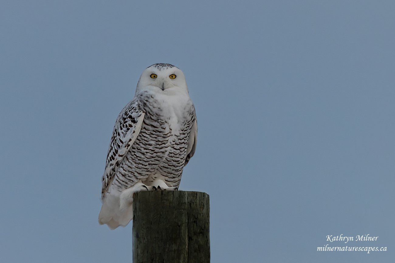 Snowy Owl on overcast day.jpg