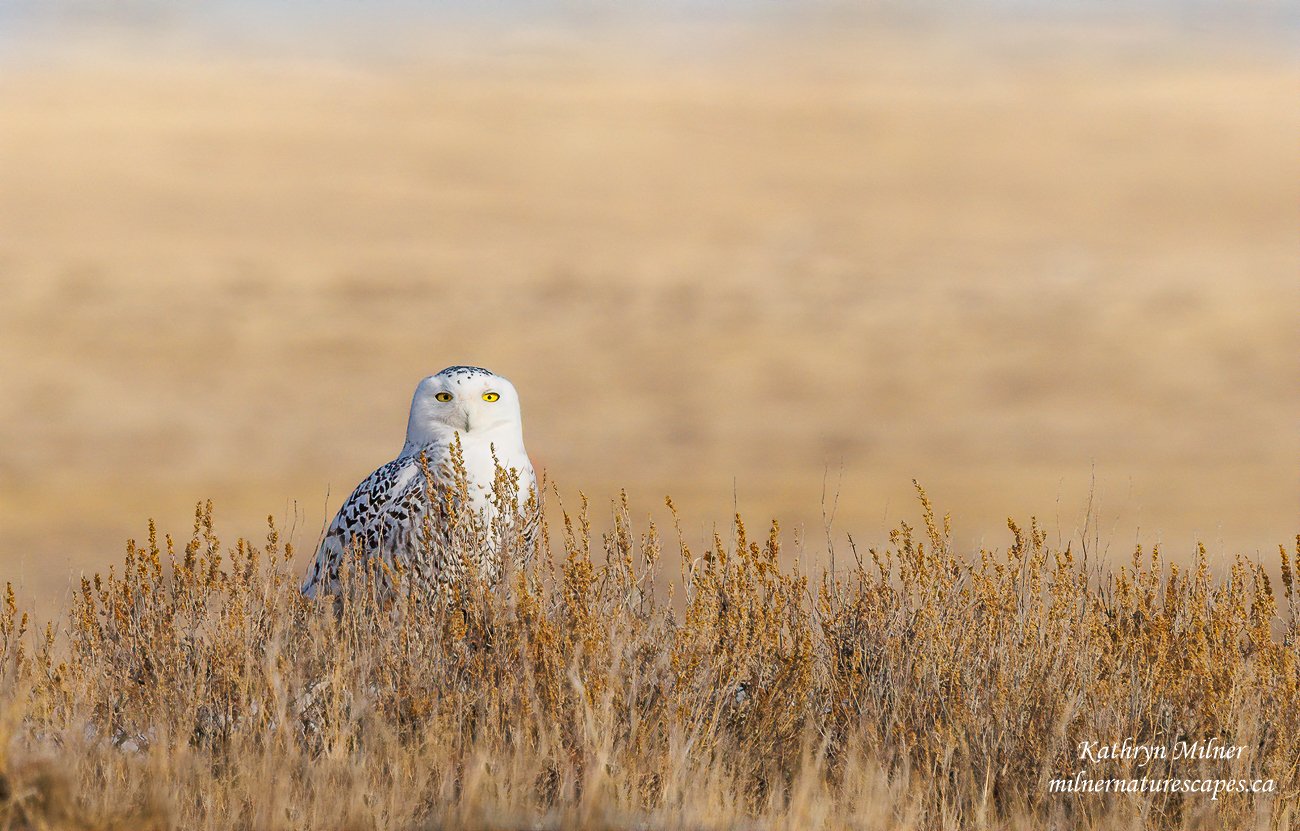 Snowy Owl on the Prairie.jpg