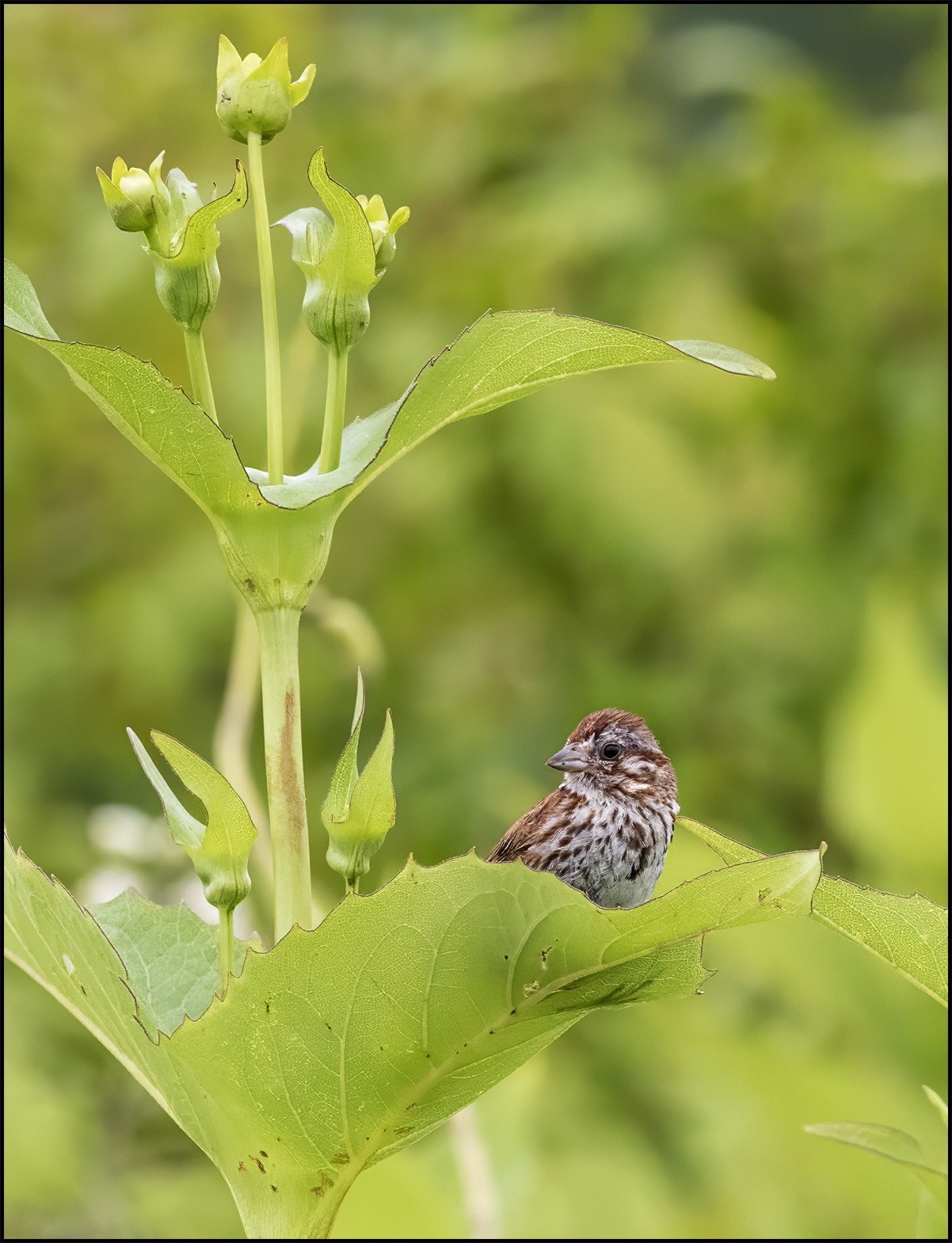 Song Sparrow.jpg