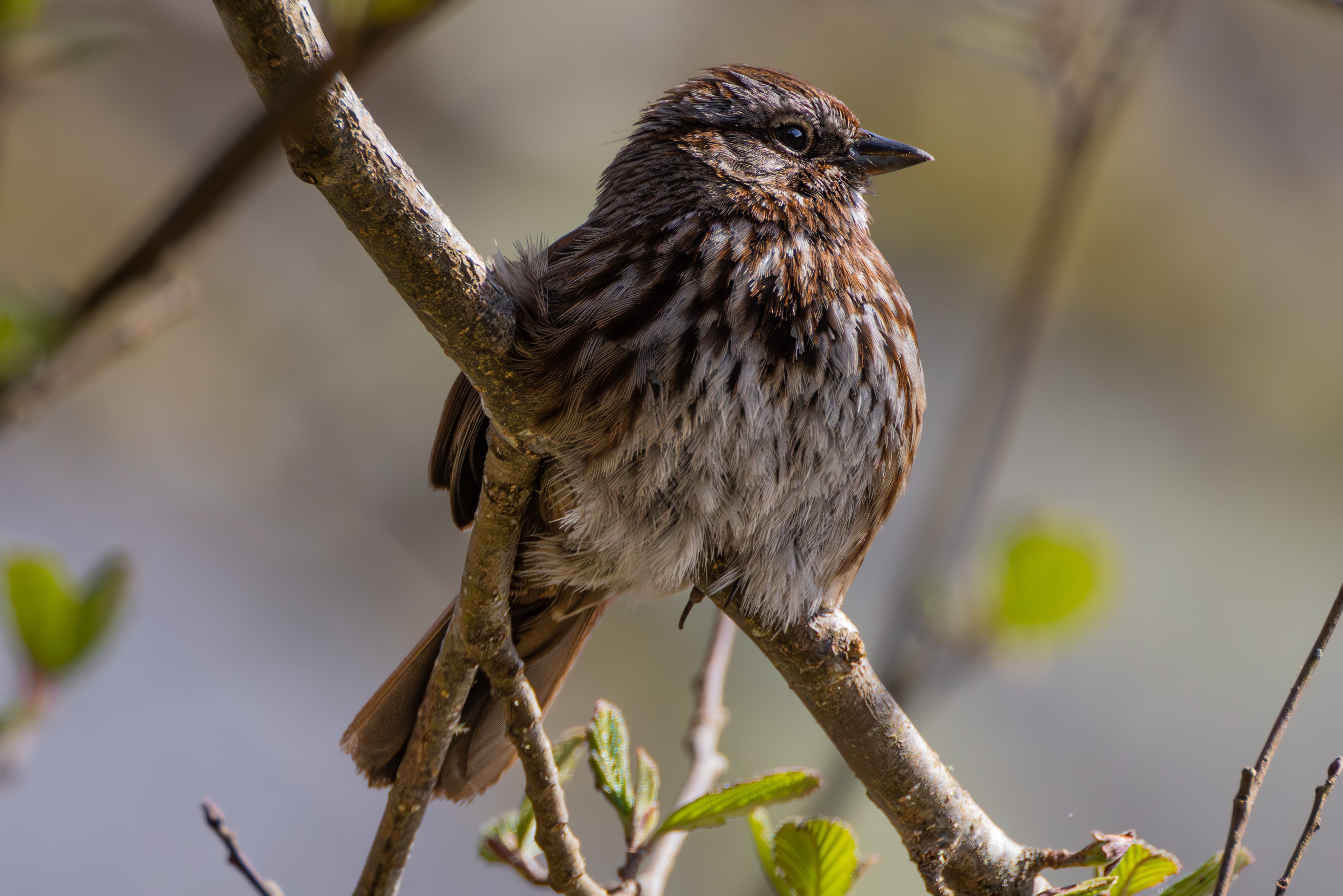 Song Sparrow